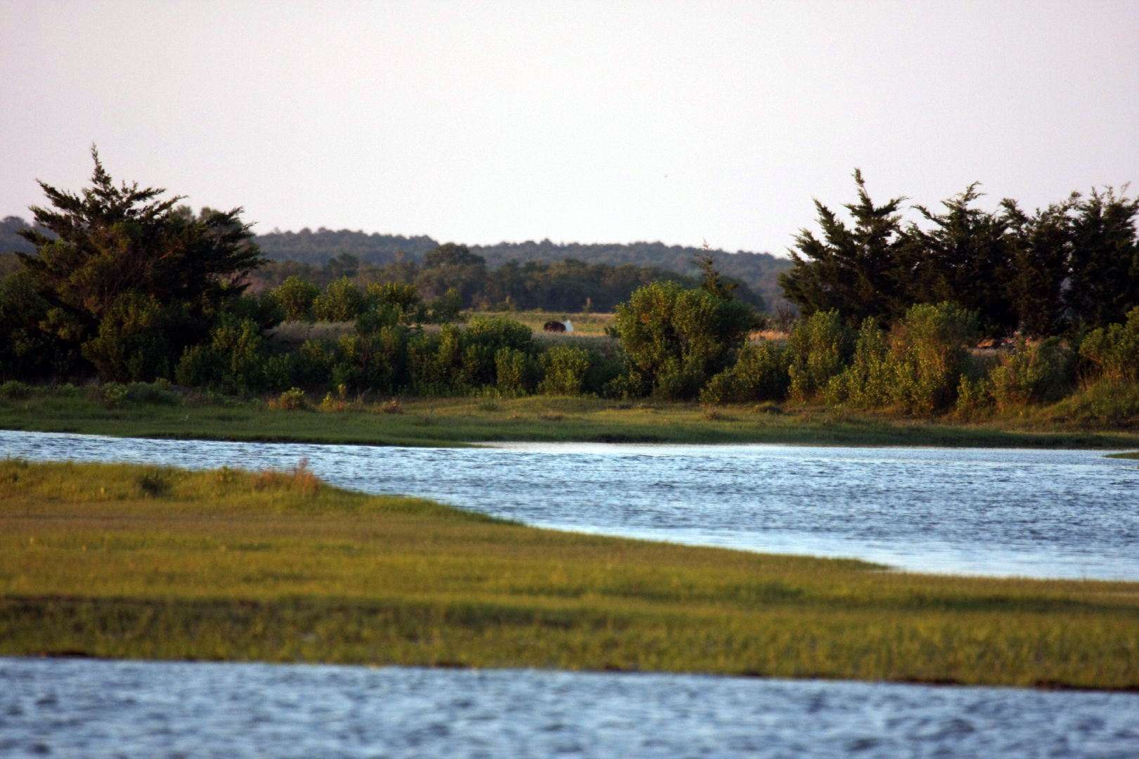Assateague Island Vacation | 13-18 June 2014 | Sat, 14 Jun 2014 | 8:00:30 PM Assateague Island Vacation | 13-18 June 2014 | Sat, 14 Jun 2014 | 8:00:30 PM