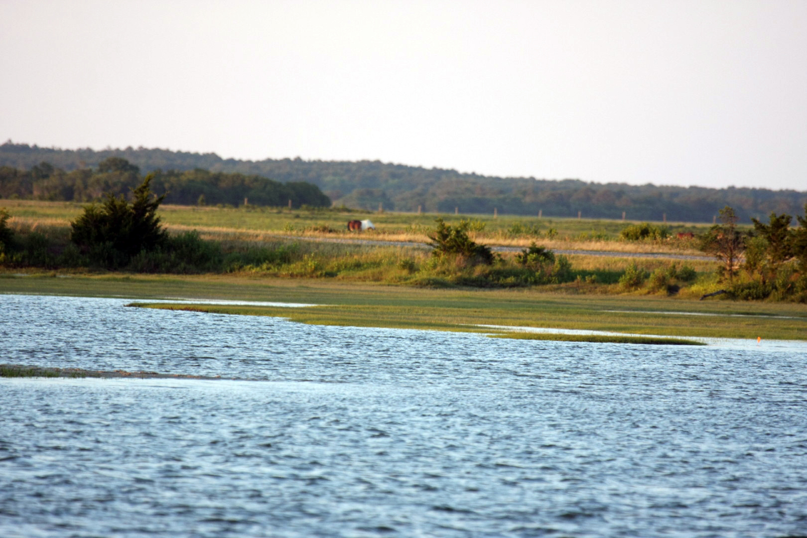 Assateague Island Vacation | 13-18 June 2014 | Sat, 14 Jun 2014 | 8:01:28 PM Assateague Island Vacation | 13-18 June 2014 | Sat, 14 Jun 2014 | 8:01:28 PM