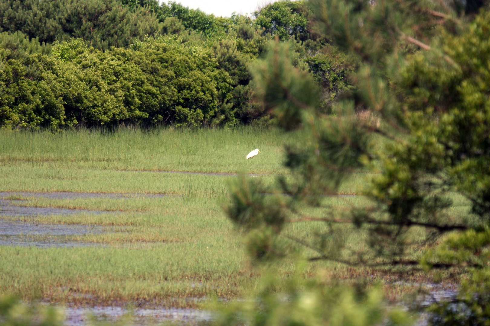 Assateague Island Vacation | 13-18 June 2014 | Sun, 15 Jun 2014 | 4:24:16 PM Assateague Island Vacation | 13-18 June 2014 | Sun, 15 Jun 2014 | 4:24:16 PM