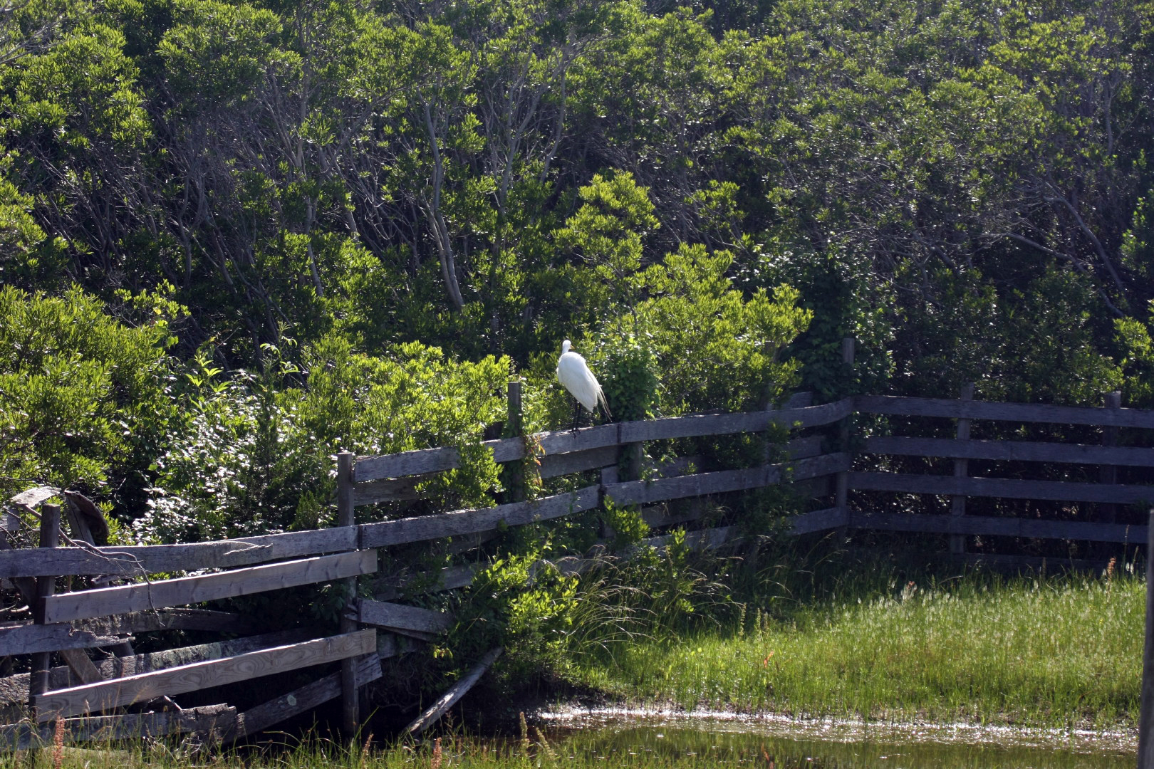 Assateague Island Vacation | 13-18 June 2014 | Sun, 15 Jun 2014 | 4:29:56 PM Assateague Island Vacation | 13-18 June 2014 | Sun, 15 Jun 2014 | 4:29:56 PM