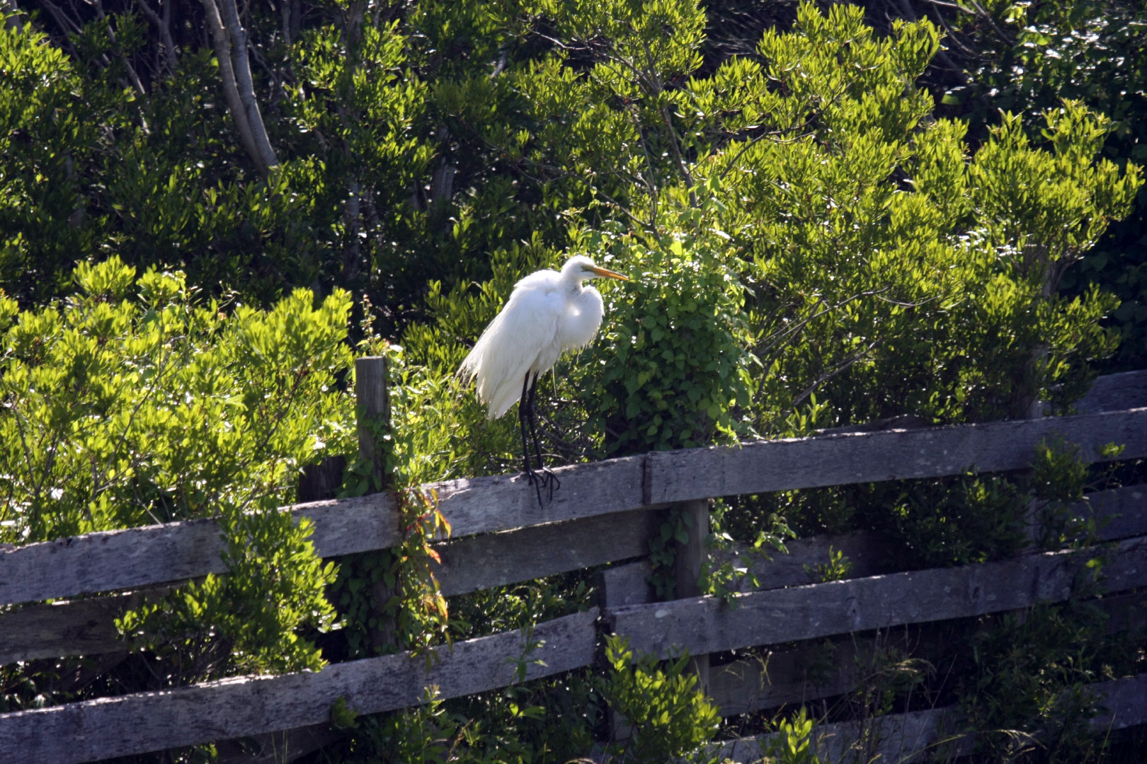 Assateague Island Vacation | 13-18 June 2014 | Sun, 15 Jun 2014 | 4:30:20 PM Assateague Island Vacation | 13-18 June 2014 | Sun, 15 Jun 2014 | 4:30:20 PM