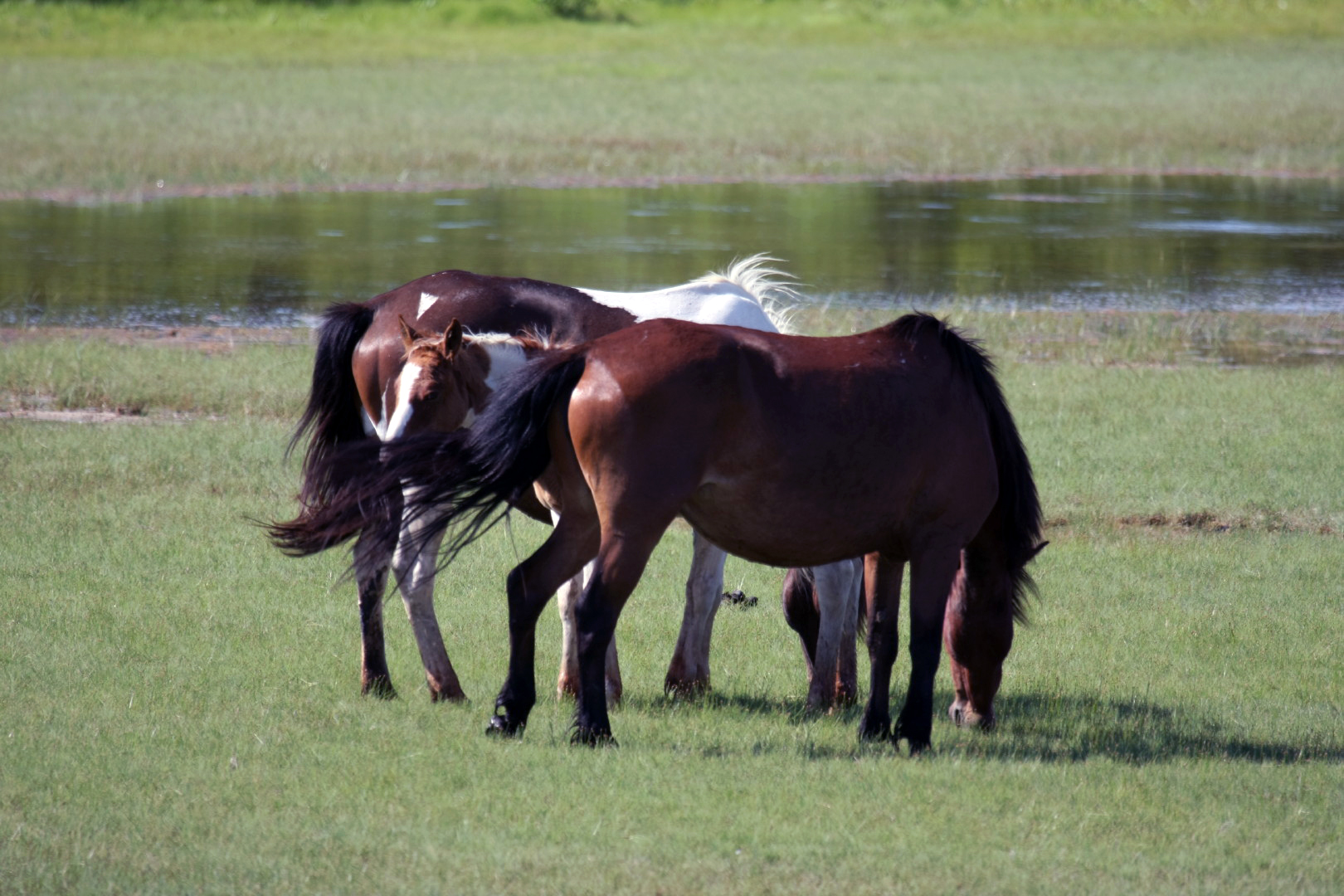 Assateague Island Vacation | 13-18 June 2014 | Sun, 15 Jun 2014 | 4:39:44 PM Assateague Island Vacation | 13-18 June 2014 | Sun, 15 Jun 2014 | 4:39:44 PM