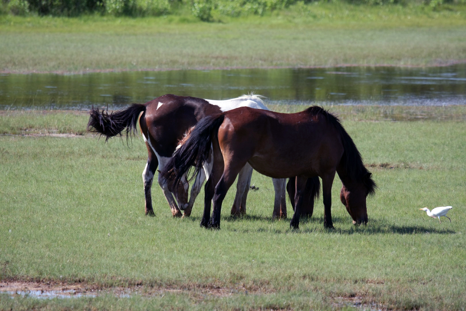 Assateague Island Vacation | 13-18 June 2014 | Sun, 15 Jun 2014 | 4:39:55 PM Assateague Island Vacation | 13-18 June 2014 | Sun, 15 Jun 2014 | 4:39:55 PM