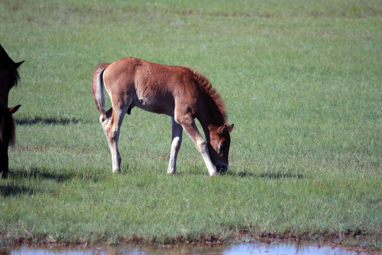 Assateague Island Vacation | 13-18 June 2014 | Sun, 15 Jun 2014 | 4:40:25 PM Assateague Island Vacation | 13-18 June 2014 | Sun, 15 Jun 2014 | 4:40:25 PM