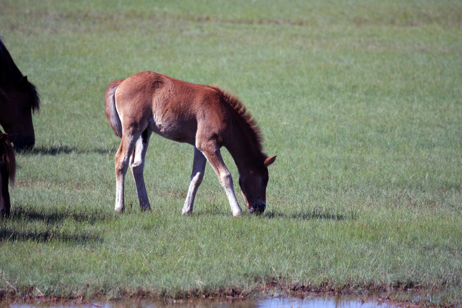 Assateague Island Vacation | 13-18 June 2014 | Sun, 15 Jun 2014 | 4:40:28 PM Assateague Island Vacation | 13-18 June 2014 | Sun, 15 Jun 2014 | 4:40:28 PM