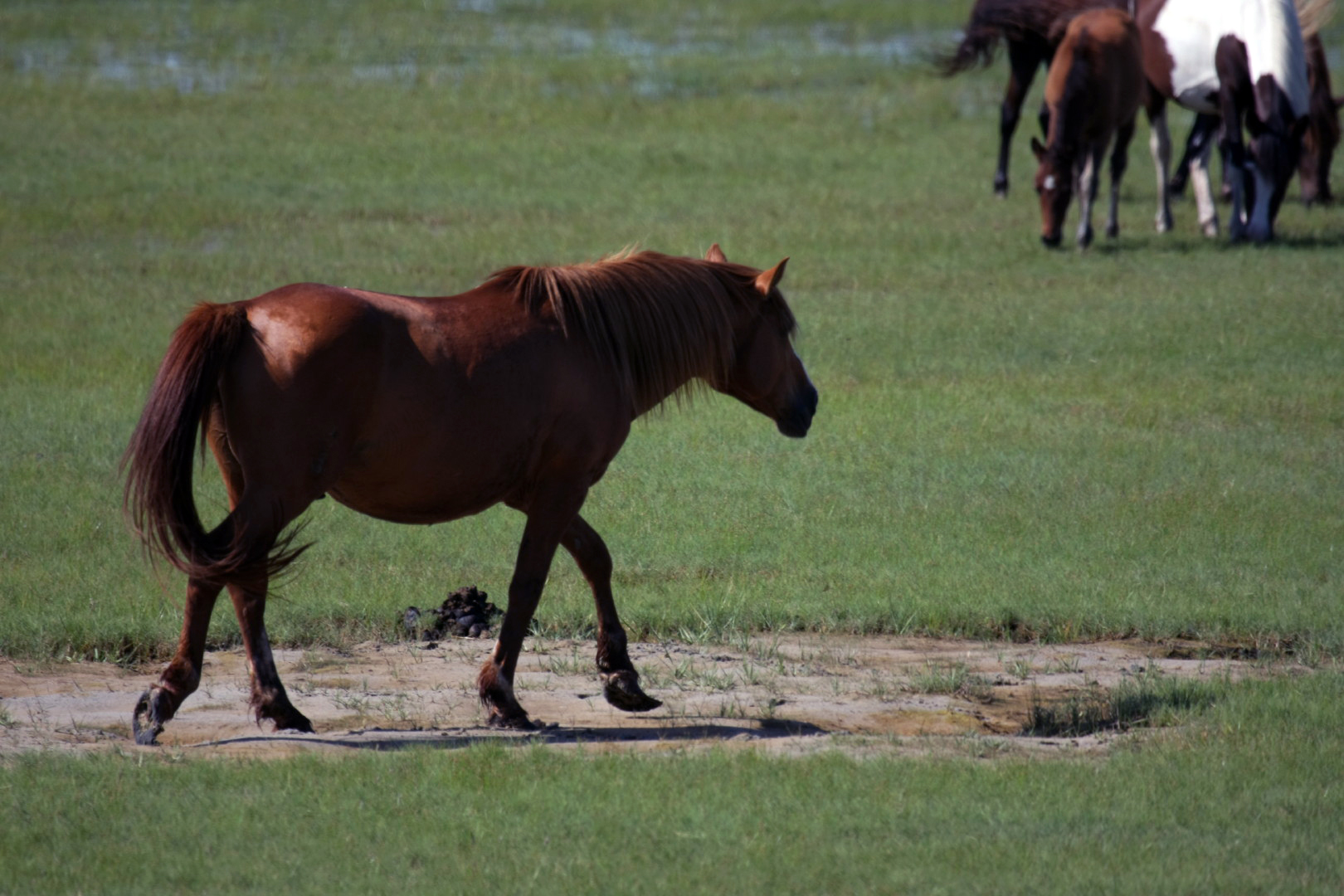 Assateague Island Vacation | 13-18 June 2014 | Sun, 15 Jun 2014 | 4:43:26 PM Assateague Island Vacation | 13-18 June 2014 | Sun, 15 Jun 2014 | 4:43:26 PM