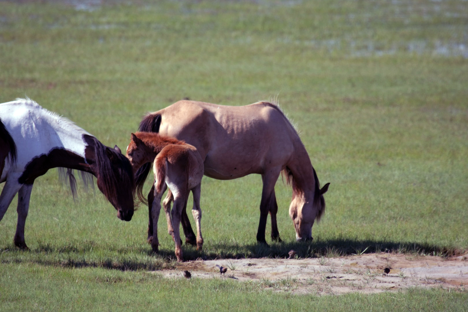 Assateague Island Vacation | 13-18 June 2014 | Sun, 15 Jun 2014 | 4:43:34 PM Assateague Island Vacation | 13-18 June 2014 | Sun, 15 Jun 2014 | 4:43:34 PM