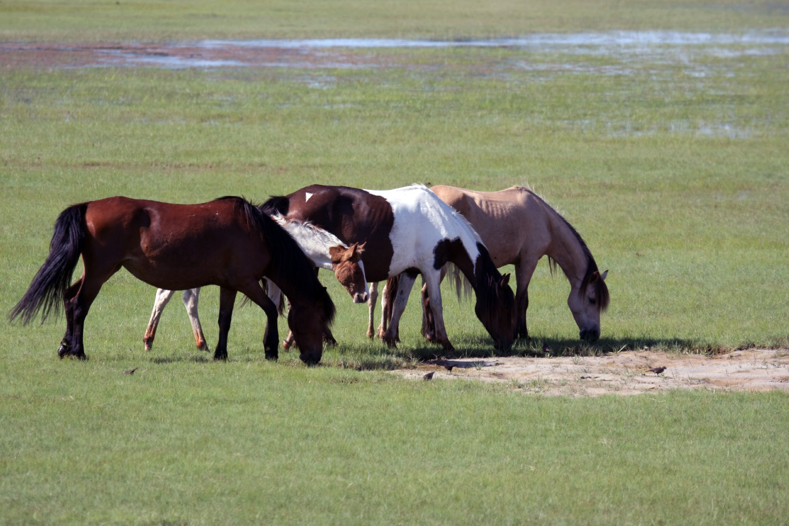 Assateague Island Vacation | 13-18 June 2014 | Sun, 15 Jun 2014 | 4:43:36 PM Assateague Island Vacation | 13-18 June 2014 | Sun, 15 Jun 2014 | 4:43:36 PM