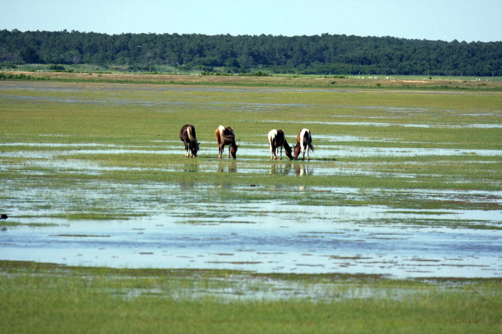 Assateague Island Vacation | 13-18 June 2014 | Sun, 15 Jun 2014 | 4:44:07 PM Assateague Island Vacation | 13-18 June 2014 | Sun, 15 Jun 2014 | 4:44:07 PM