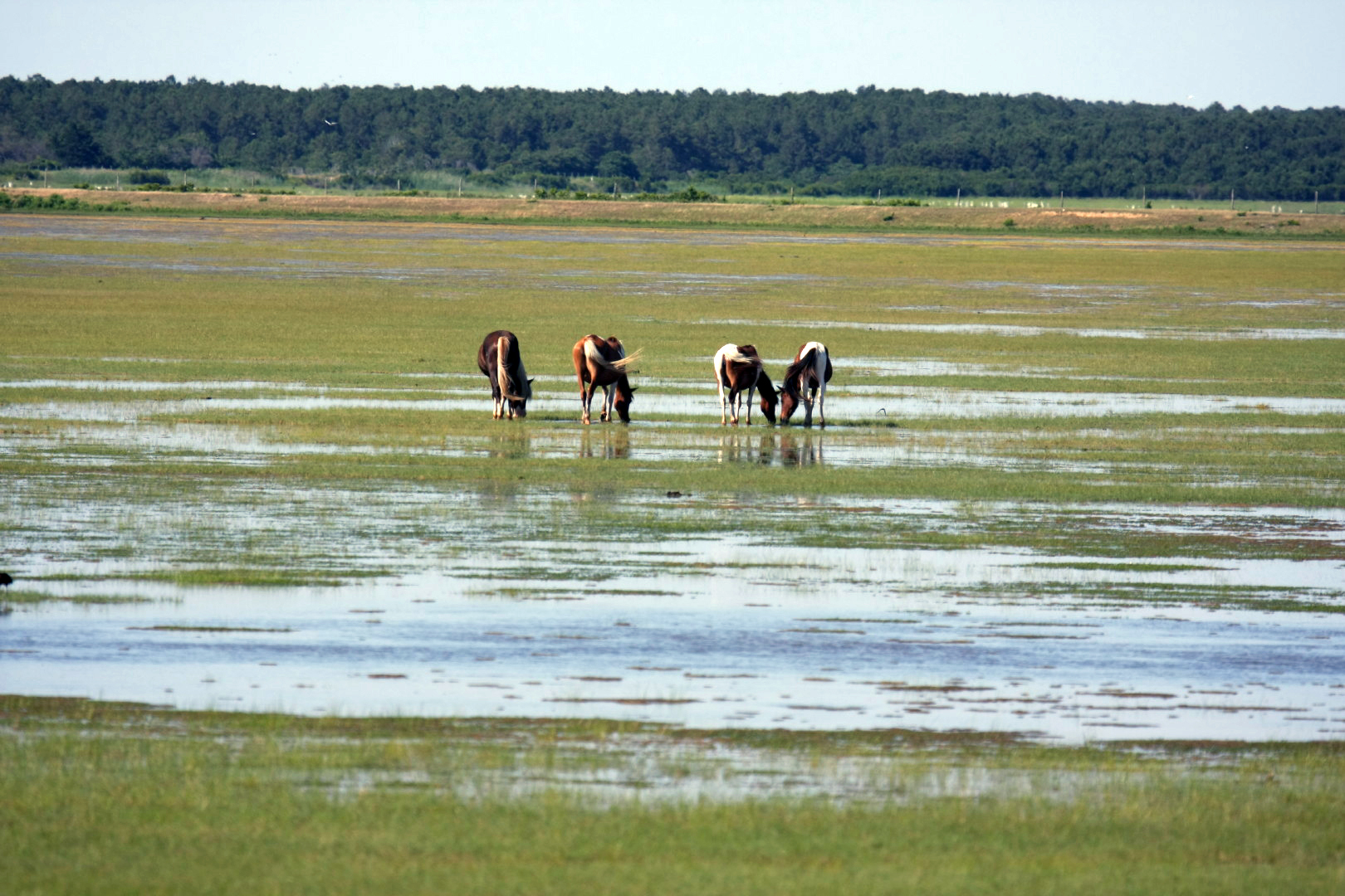 Assateague Island Vacation | 13-18 June 2014 | Sun, 15 Jun 2014 | 4:44:07 PM Assateague Island Vacation | 13-18 June 2014 | Sun, 15 Jun 2014 | 4:44:07 PM