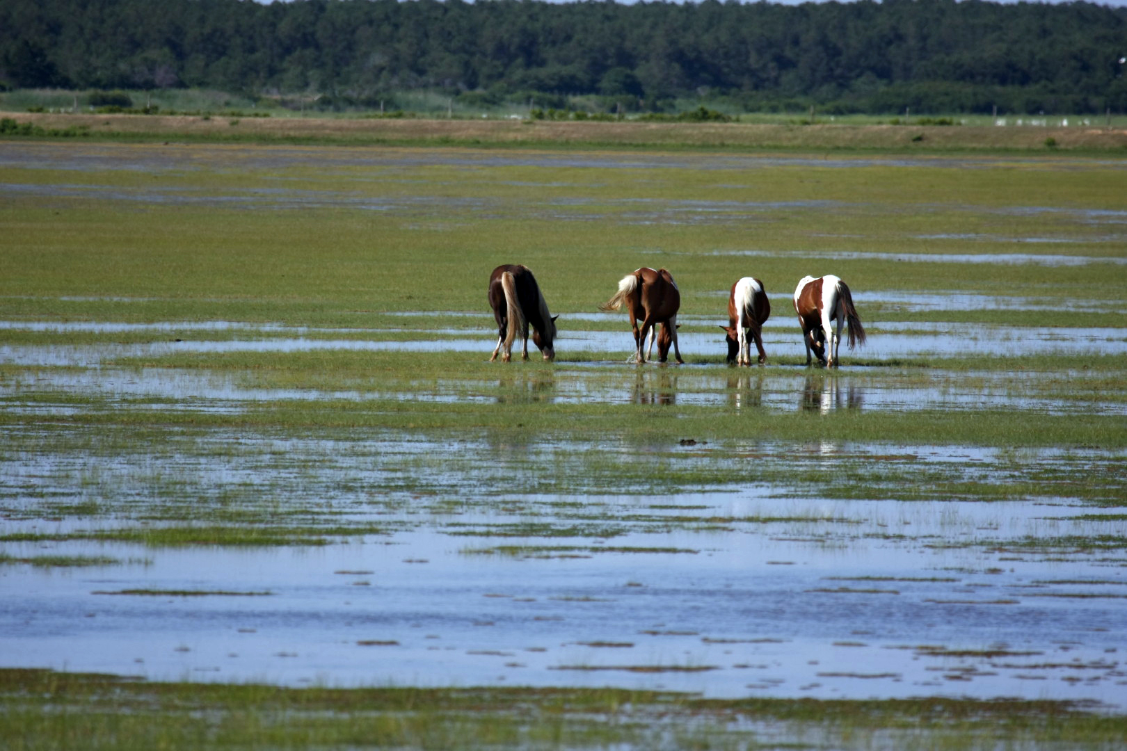 Assateague Island Vacation | 13-18 June 2014 | Sun, 15 Jun 2014 | 4:44:13 PM Assateague Island Vacation | 13-18 June 2014 | Sun, 15 Jun 2014 | 4:44:13 PM