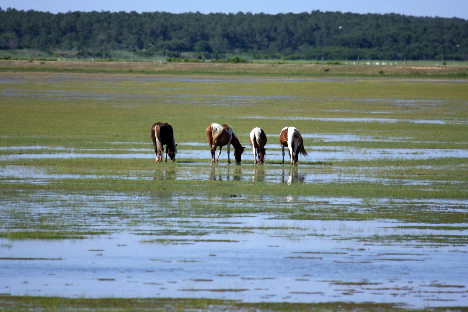 Assateague Island Vacation | 13-18 June 2014 | Sun, 15 Jun 2014 | 4:44:17 PM Assateague Island Vacation | 13-18 June 2014 | Sun, 15 Jun 2014 | 4:44:17 PM
