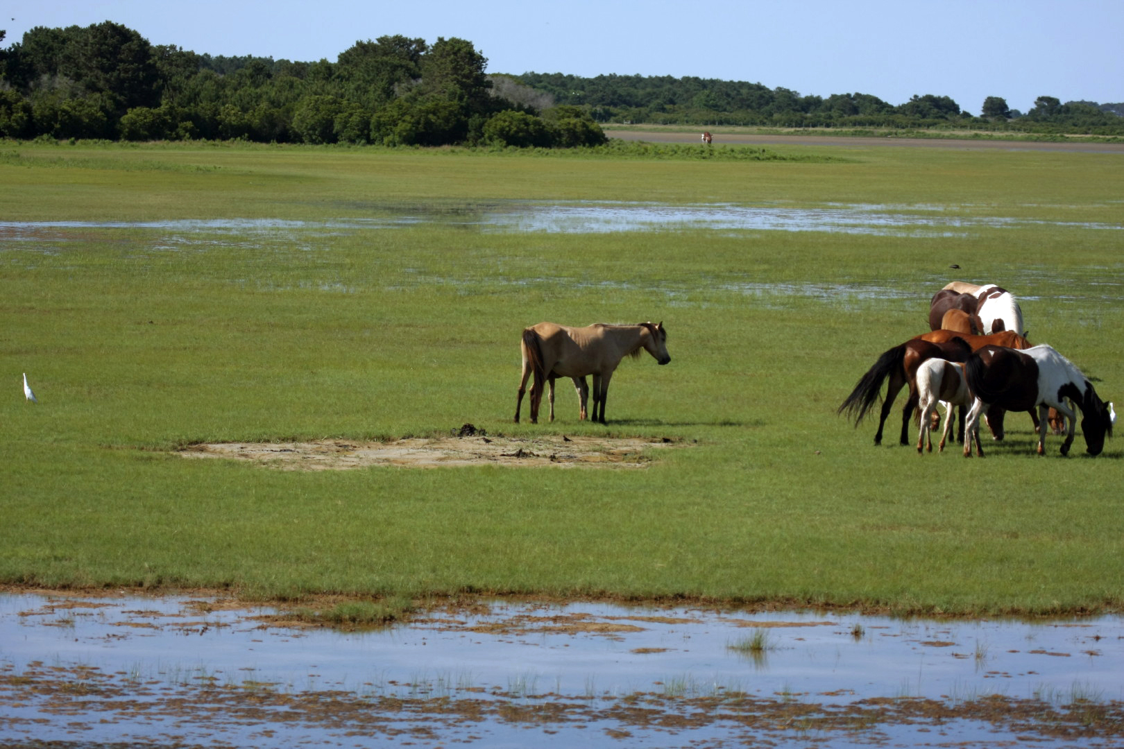 Assateague Island Vacation | 13-18 June 2014 | Sun, 15 Jun 2014 | 4:45:37 PM Assateague Island Vacation | 13-18 June 2014 | Sun, 15 Jun 2014 | 4:45:37 PM