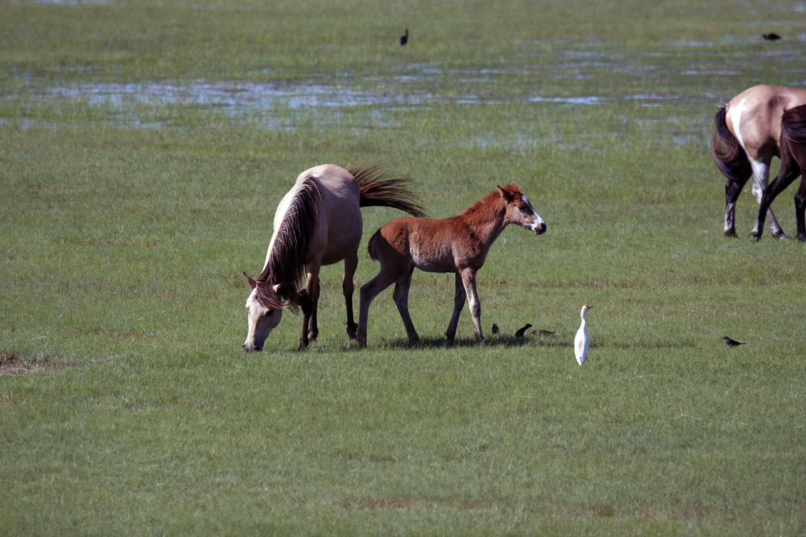 Assateague Island Vacation | 13-18 June 2014 | Sun, 15 Jun 2014 | 4:47:15 PM Assateague Island Vacation | 13-18 June 2014 | Sun, 15 Jun 2014 | 4:47:15 PM