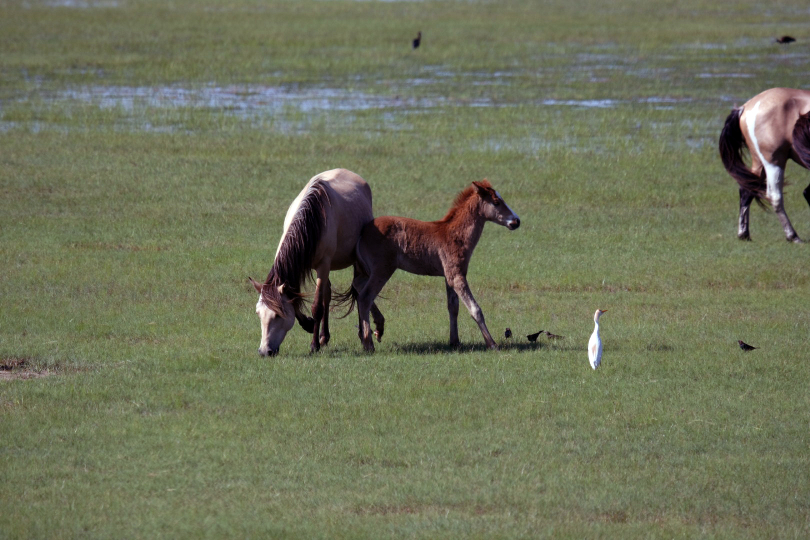 Assateague Island Vacation | 13-18 June 2014 | Sun, 15 Jun 2014 | 4:47:15 PM Assateague Island Vacation | 13-18 June 2014 | Sun, 15 Jun 2014 | 4:47:15 PM