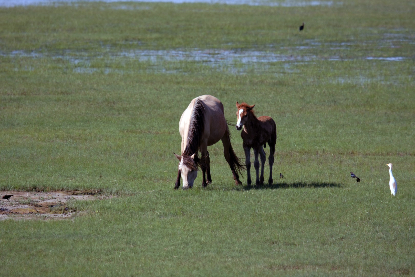 Assateague Island Vacation | 13-18 June 2014 | Sun, 15 Jun 2014 | 4:47:23 PM Assateague Island Vacation | 13-18 June 2014 | Sun, 15 Jun 2014 | 4:47:23 PM