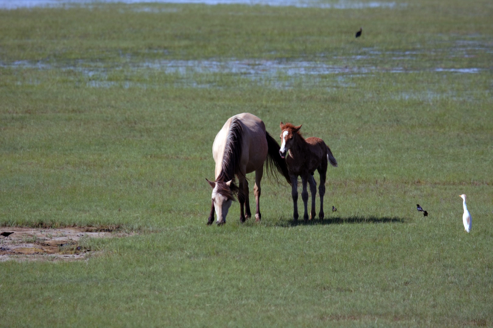 Assateague Island Vacation | 13-18 June 2014 | Sun, 15 Jun 2014 | 4:47:23 PM Assateague Island Vacation | 13-18 June 2014 | Sun, 15 Jun 2014 | 4:47:23 PM