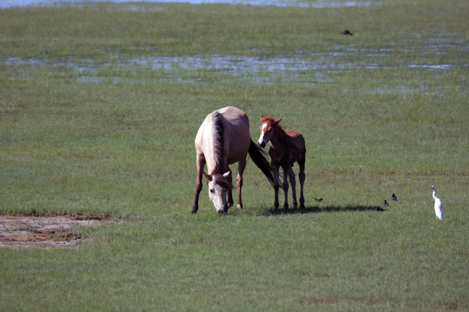 Assateague Island Vacation | 13-18 June 2014 | Sun, 15 Jun 2014 | 4:47:27 PM Assateague Island Vacation | 13-18 June 2014 | Sun, 15 Jun 2014 | 4:47:27 PM