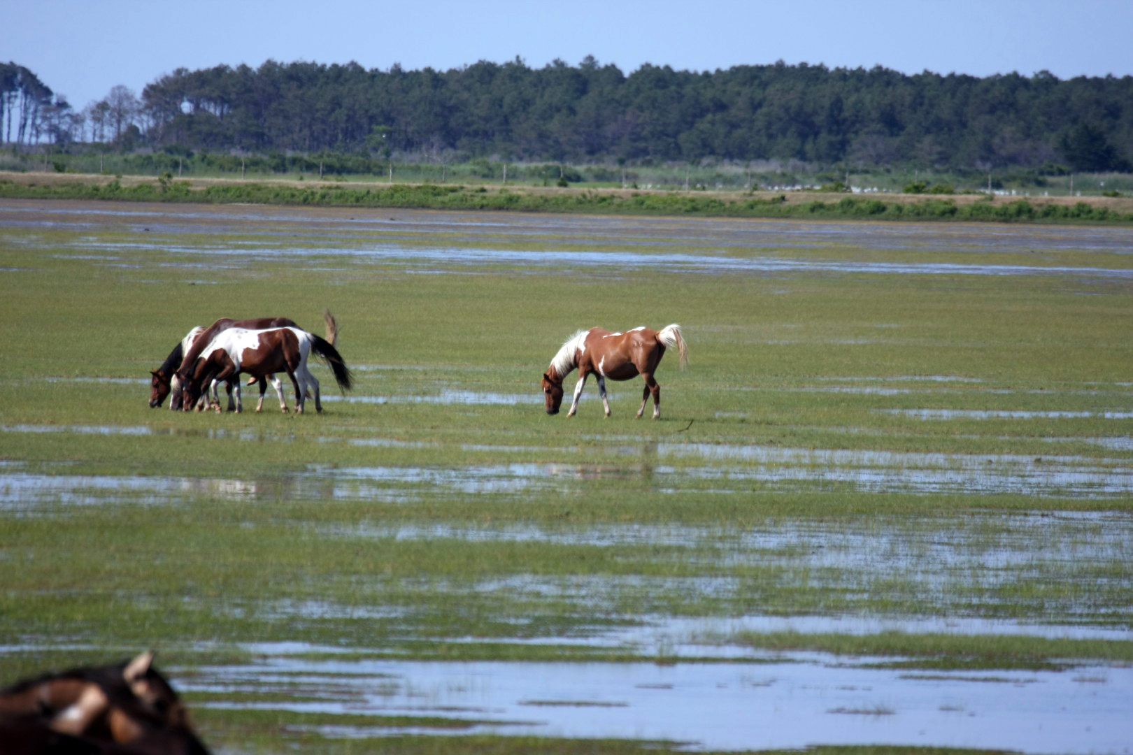 Assateague Island Vacation | 13-18 June 2014 | Sun, 15 Jun 2014 | 4:48:08 PM Assateague Island Vacation | 13-18 June 2014 | Sun, 15 Jun 2014 | 4:48:08 PM