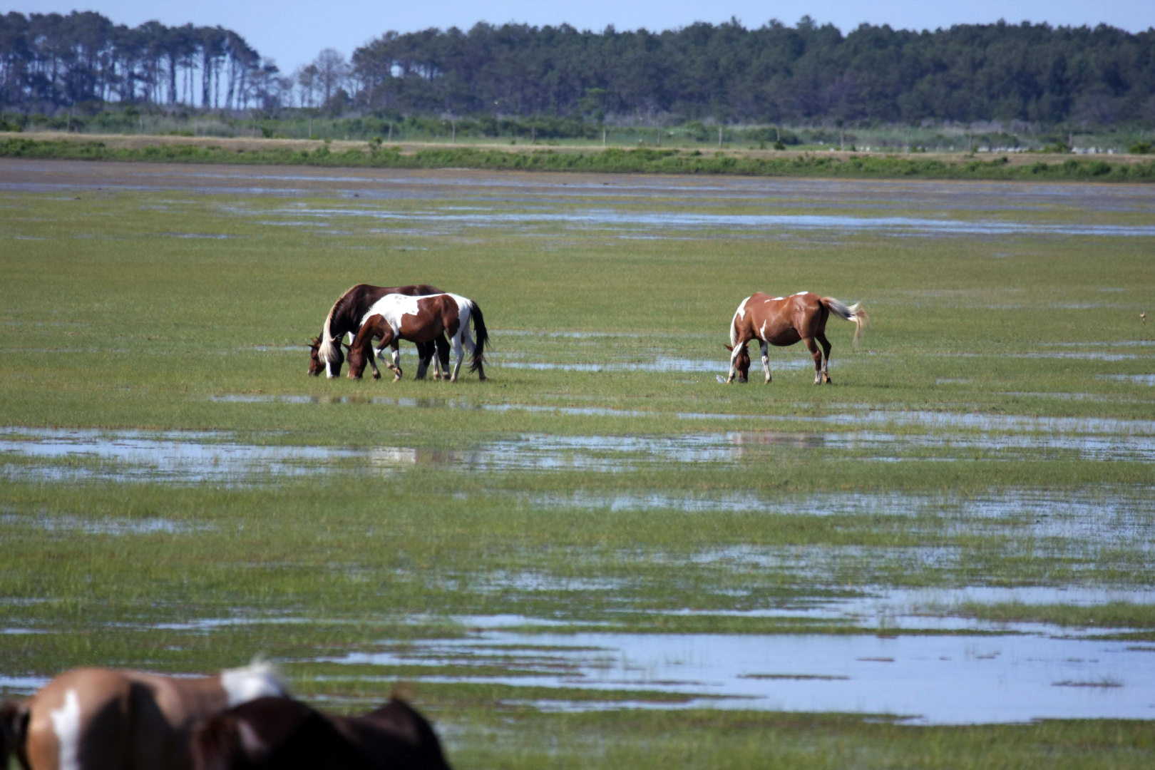 Assateague Island Vacation | 13-18 June 2014 | Sun, 15 Jun 2014 | 4:48:16 PM Assateague Island Vacation | 13-18 June 2014 | Sun, 15 Jun 2014 | 4:48:16 PM