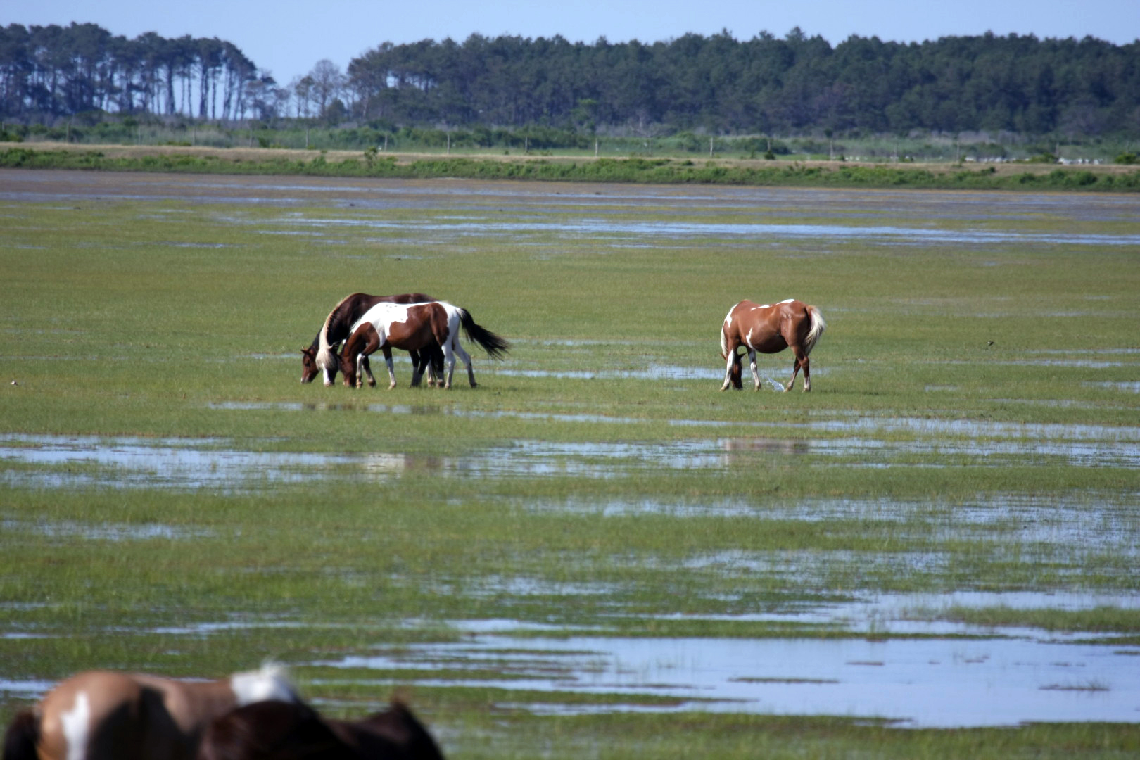 Assateague Island Vacation | 13-18 June 2014 | Sun, 15 Jun 2014 | 4:48:16 PM Assateague Island Vacation | 13-18 June 2014 | Sun, 15 Jun 2014 | 4:48:16 PM