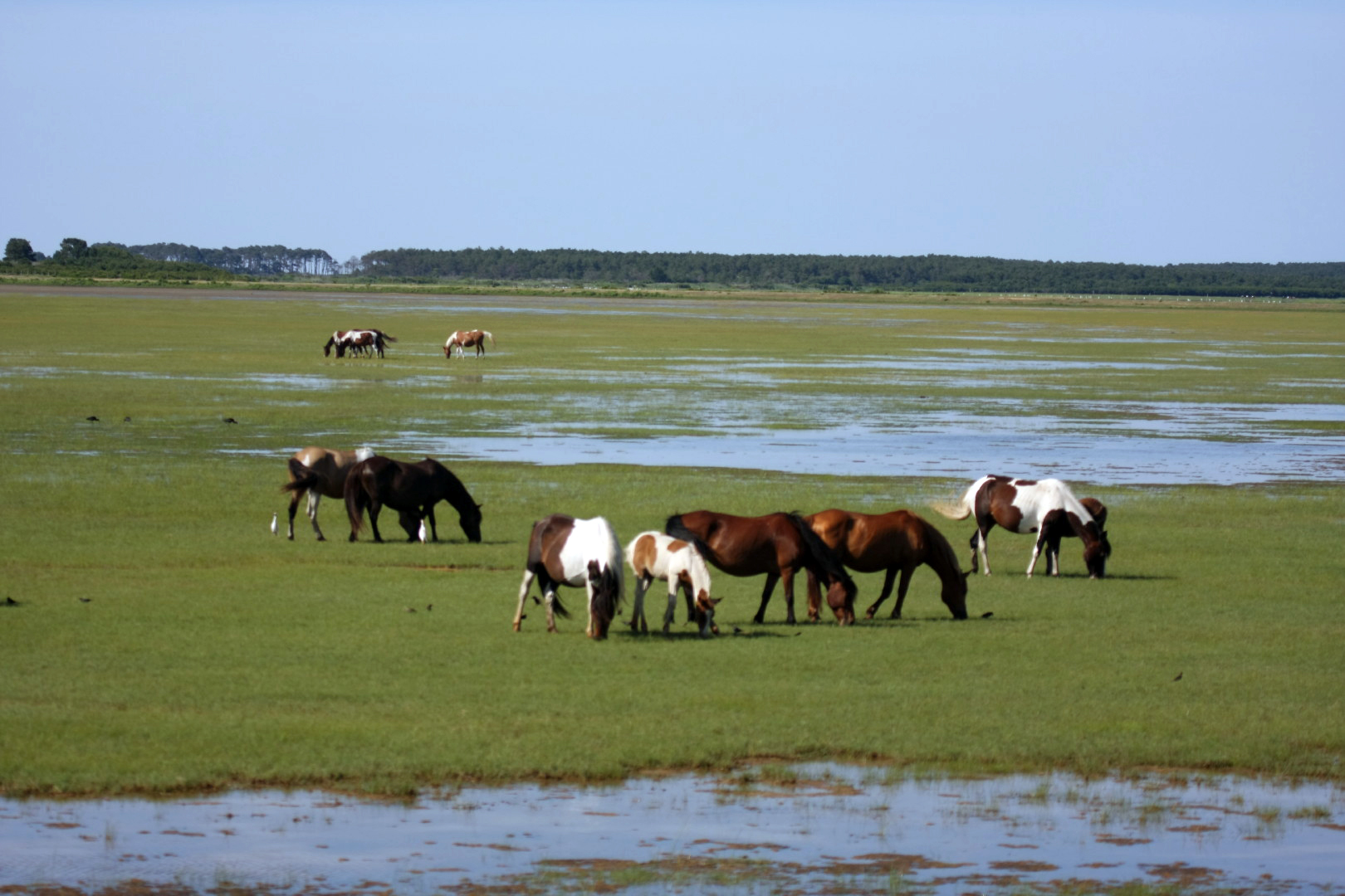 Assateague Island Vacation | 13-18 June 2014 | Sun, 15 Jun 2014 | 4:48:24 PM Assateague Island Vacation | 13-18 June 2014 | Sun, 15 Jun 2014 | 4:48:24 PM
