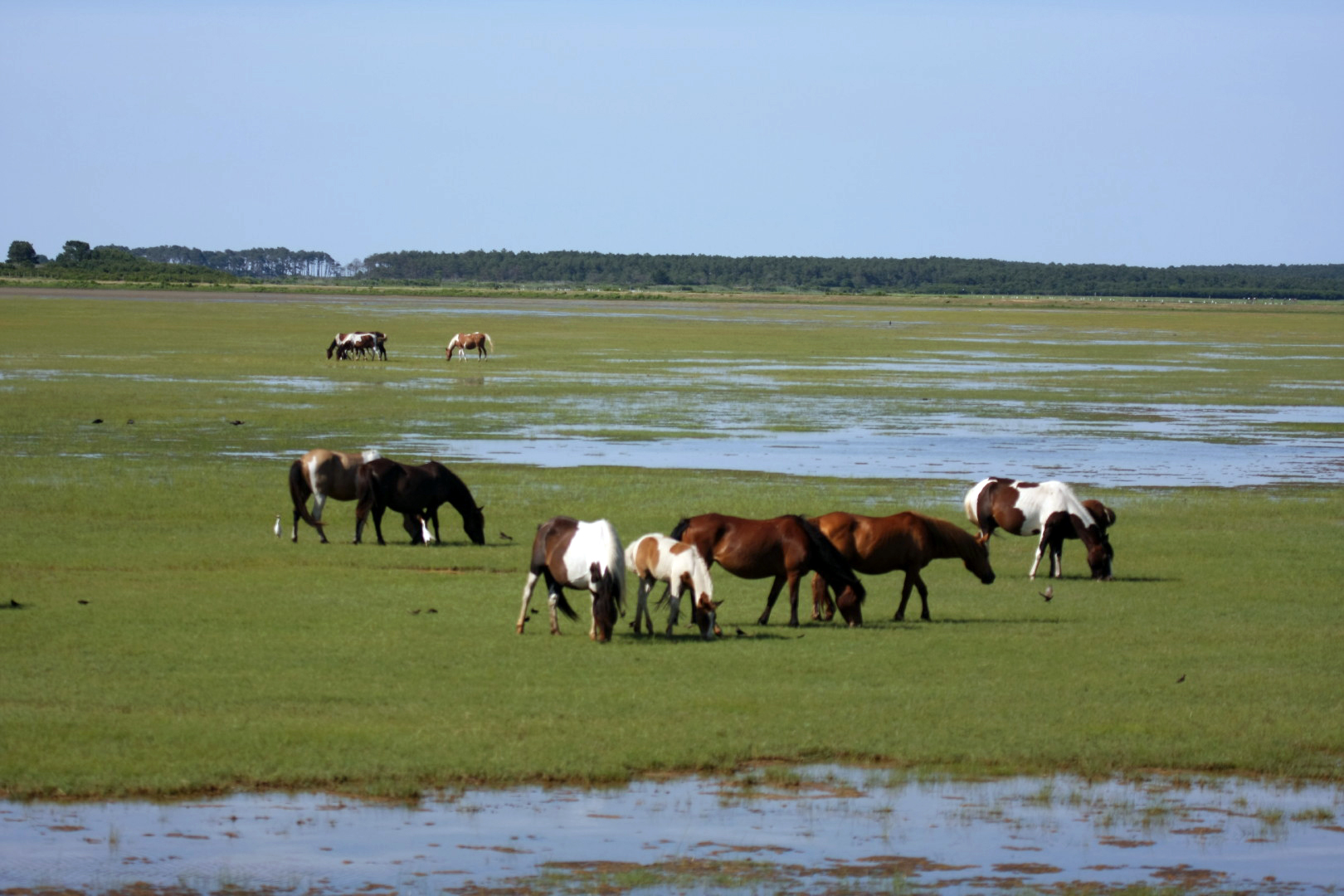 Assateague Island Vacation | 13-18 June 2014 | Sun, 15 Jun 2014 | 4:48:24 PM Assateague Island Vacation | 13-18 June 2014 | Sun, 15 Jun 2014 | 4:48:24 PM