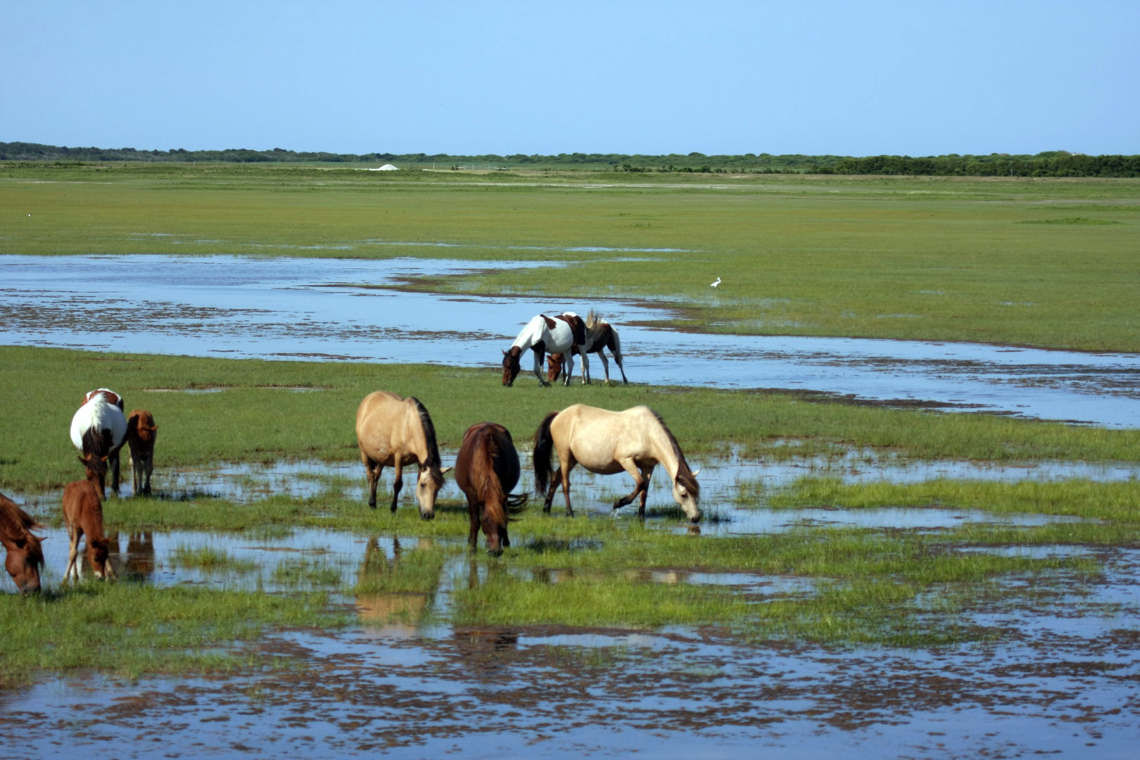 Assateague Island Vacation | 13-18 June 2014 | Sun, 15 Jun 2014 | 4:49:11 PM Assateague Island Vacation | 13-18 June 2014 | Sun, 15 Jun 2014 | 4:49:11 PM