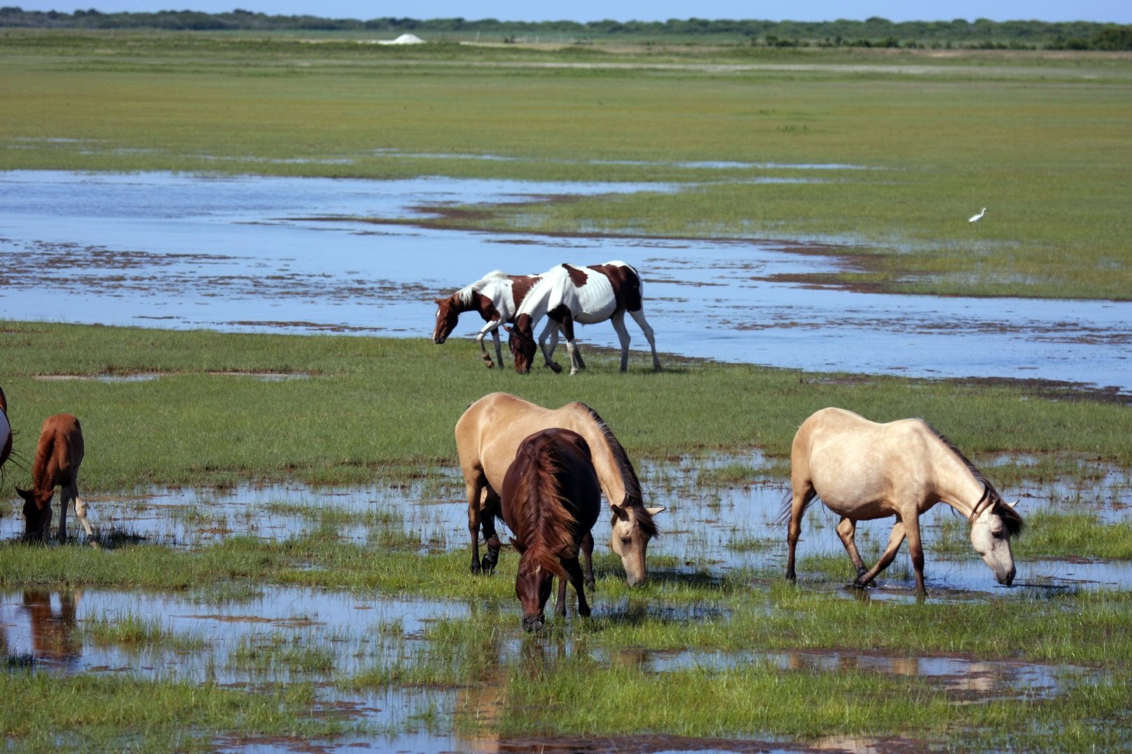Assateague Island Vacation | 13-18 June 2014 | Sun, 15 Jun 2014 | 4:49:16 PM Assateague Island Vacation | 13-18 June 2014 | Sun, 15 Jun 2014 | 4:49:16 PM