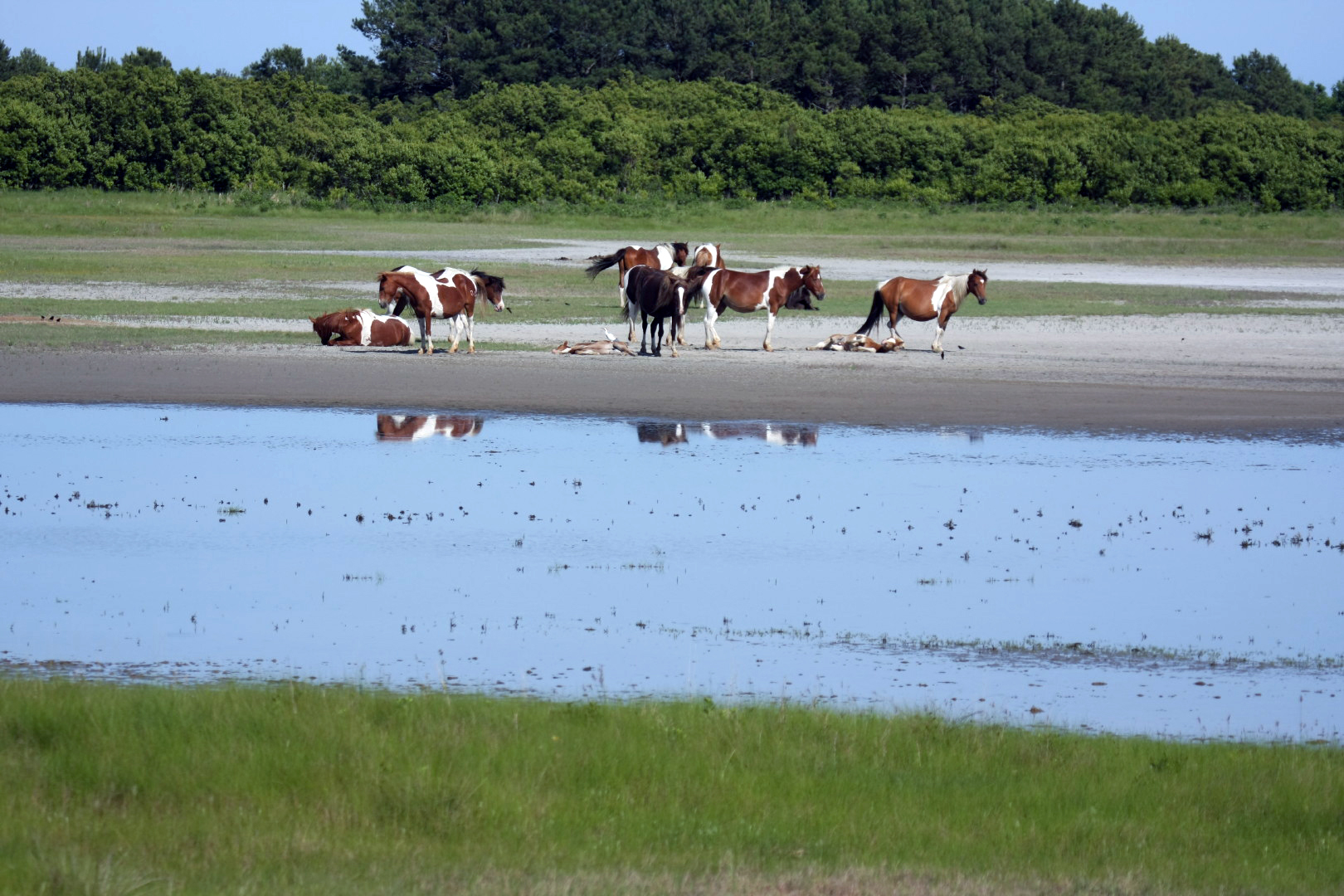Assateague Island Vacation | 13-18 June 2014 | Sun, 15 Jun 2014 | 5:10:25 PM Assateague Island Vacation | 13-18 June 2014 | Sun, 15 Jun 2014 | 5:10:25 PM