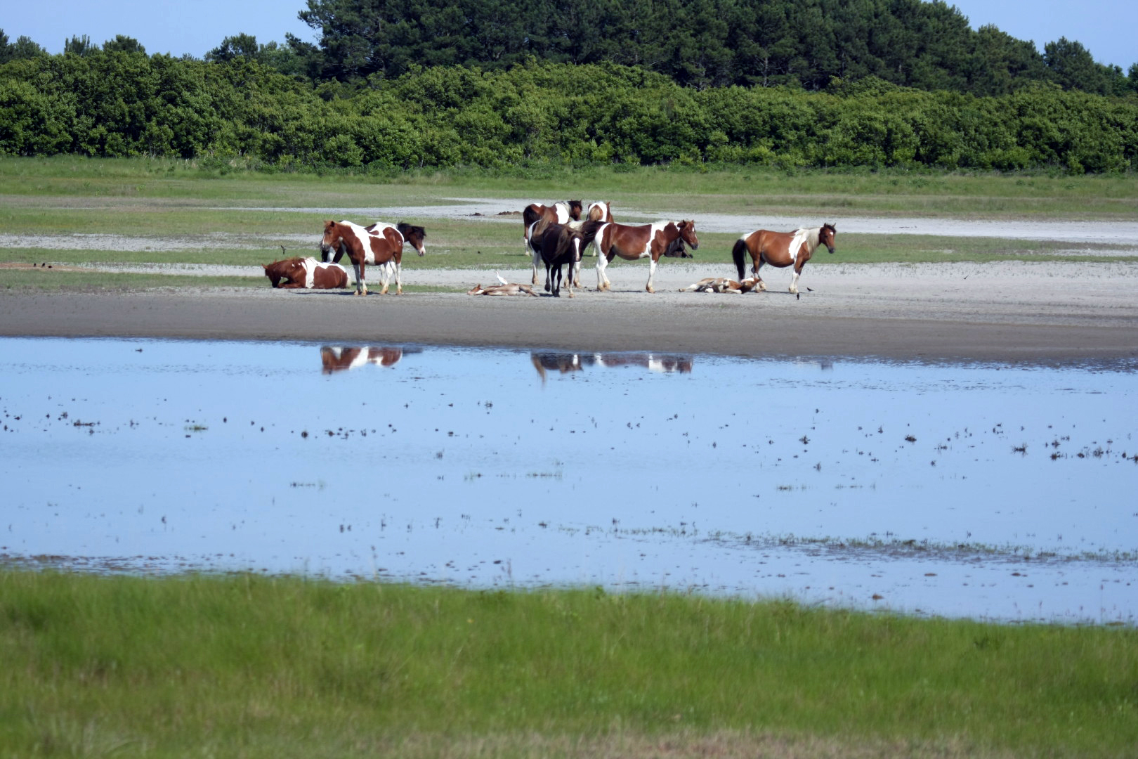 Assateague Island Vacation | 13-18 June 2014 | Sun, 15 Jun 2014 | 5:10:25 PM Assateague Island Vacation | 13-18 June 2014 | Sun, 15 Jun 2014 | 5:10:25 PM