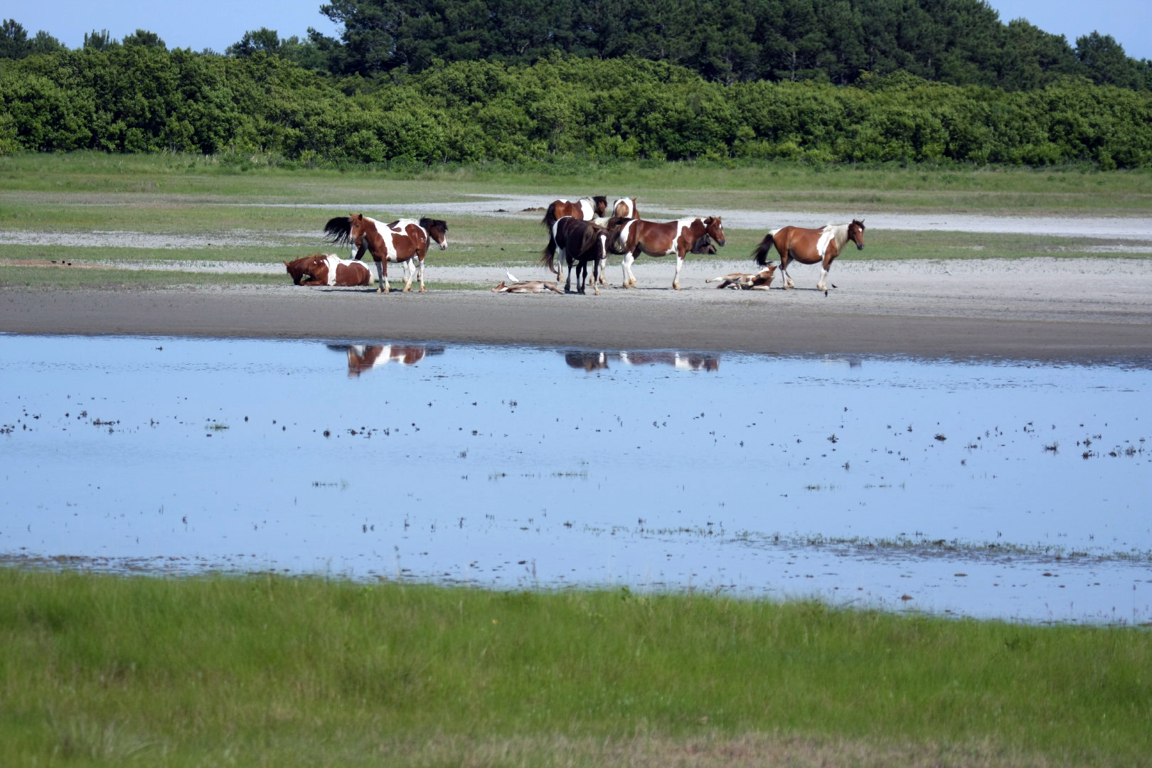 Assateague Island Vacation | 13-18 June 2014 | Sun, 15 Jun 2014 | 5:10:25 PM Assateague Island Vacation | 13-18 June 2014 | Sun, 15 Jun 2014 | 5:10:25 PM
