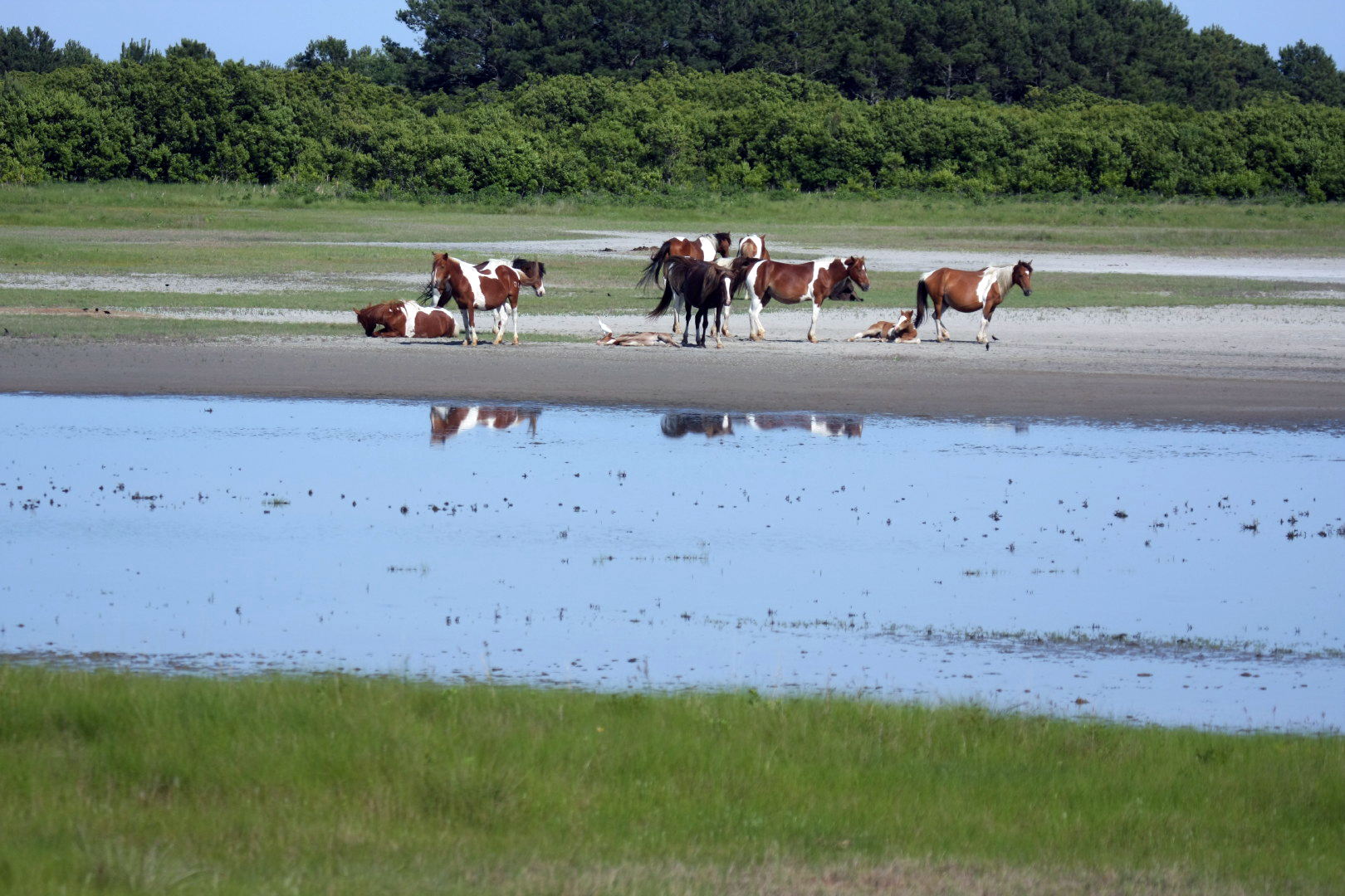 Assateague Island Vacation | 13-18 June 2014 | Sun, 15 Jun 2014 | 5:10:26 PM Assateague Island Vacation | 13-18 June 2014 | Sun, 15 Jun 2014 | 5:10:26 PM