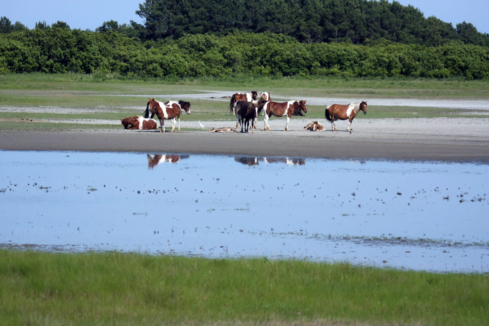 Assateague Island Vacation | 13-18 June 2014 | Sun, 15 Jun 2014 | 5:10:26 PM Assateague Island Vacation | 13-18 June 2014 | Sun, 15 Jun 2014 | 5:10:26 PM