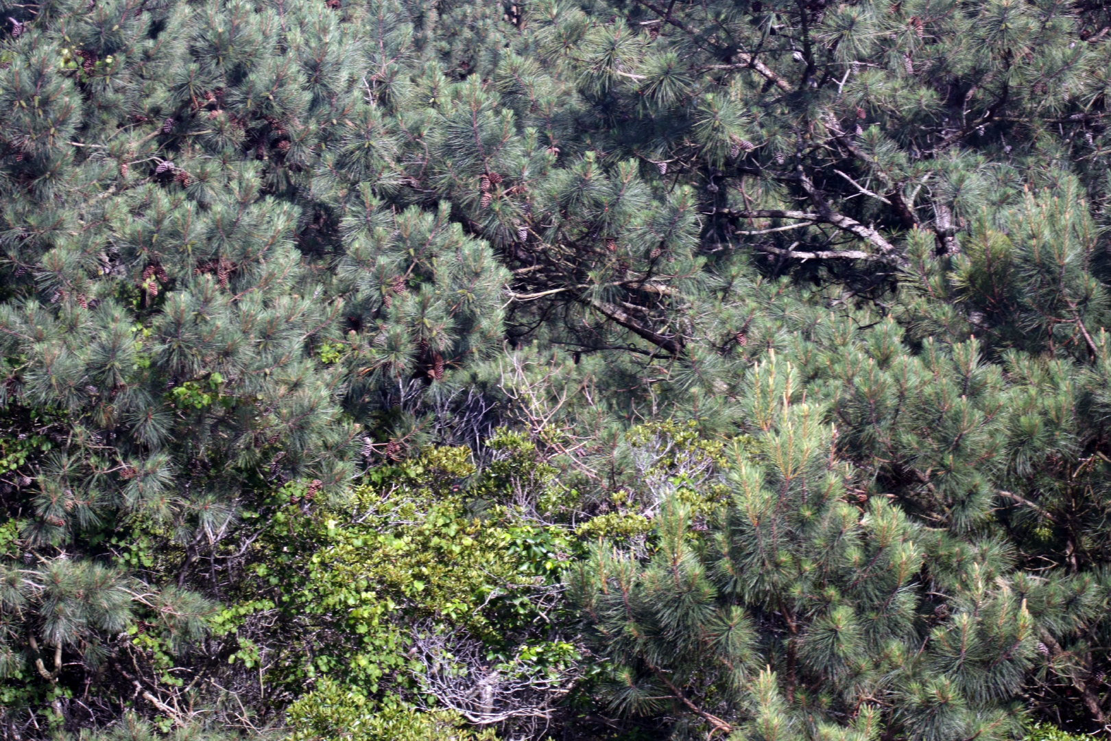 Assateague Island Vacation | 13-18 June 2014 | Sun, 15 Jun 2014 | 5:18:13 PM Assateague Island Vacation | 13-18 June 2014 | Sun, 15 Jun 2014 | 5:18:13 PM