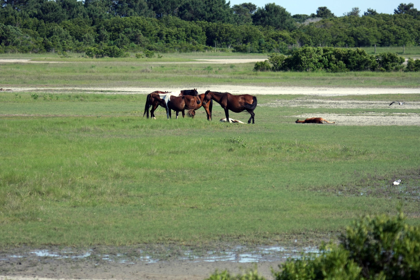 Assateague Island Vacation | 13-18 June 2014 | Sun, 15 Jun 2014 | 5:21:27 PM Assateague Island Vacation | 13-18 June 2014 | Sun, 15 Jun 2014 | 5:21:27 PM
