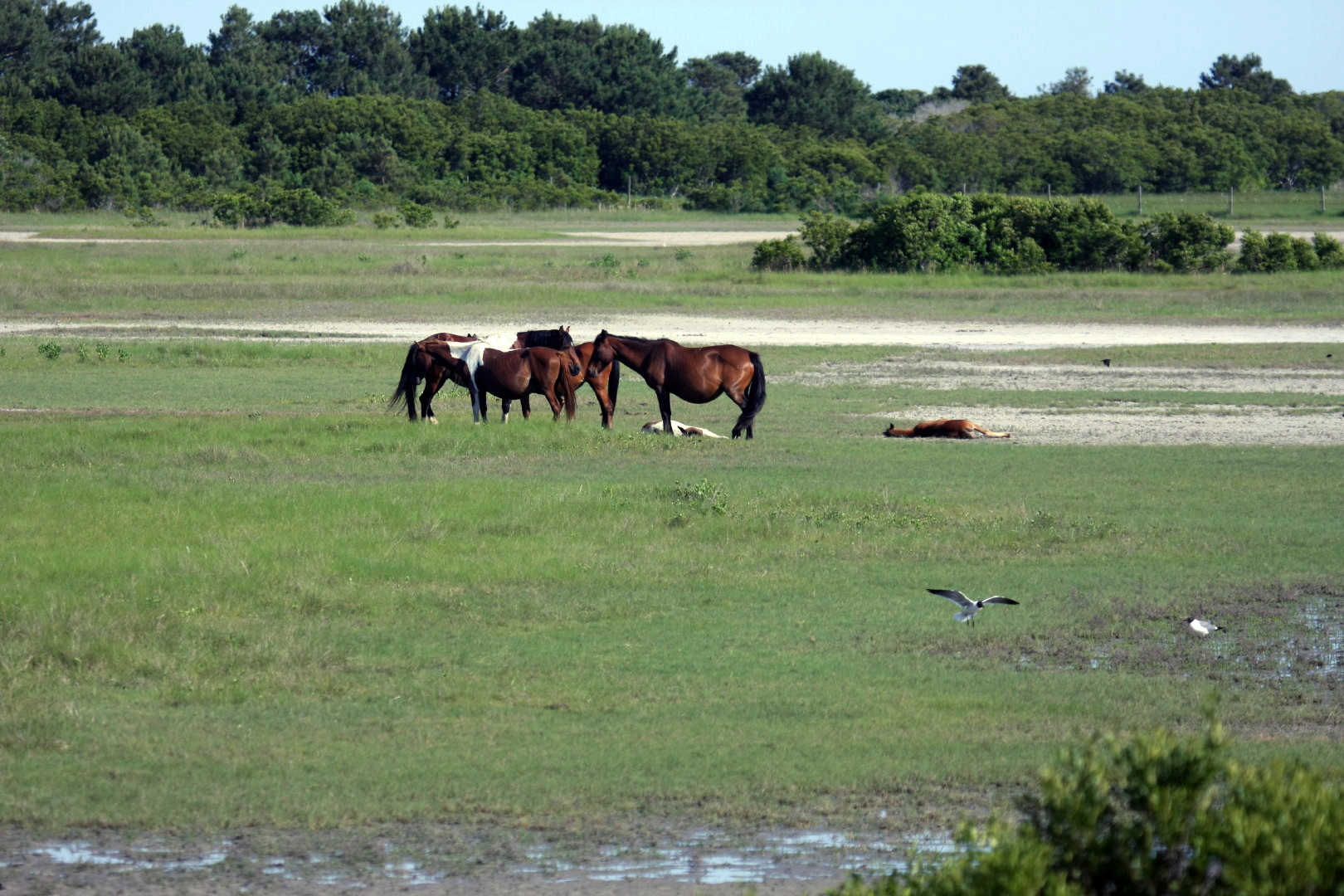 Assateague Island Vacation | 13-18 June 2014 | Sun, 15 Jun 2014 | 5:21:29 PM Assateague Island Vacation | 13-18 June 2014 | Sun, 15 Jun 2014 | 5:21:29 PM