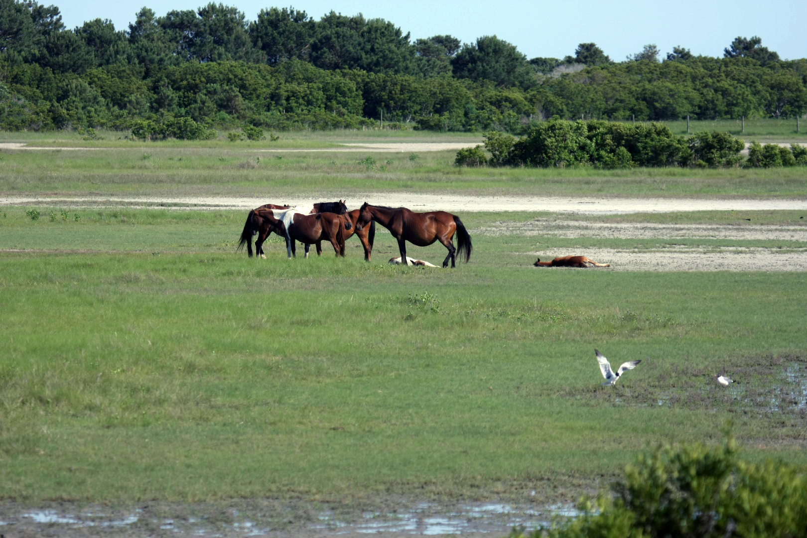 Assateague Island Vacation | 13-18 June 2014 | Sun, 15 Jun 2014 | 5:21:29 PM Assateague Island Vacation | 13-18 June 2014 | Sun, 15 Jun 2014 | 5:21:29 PM