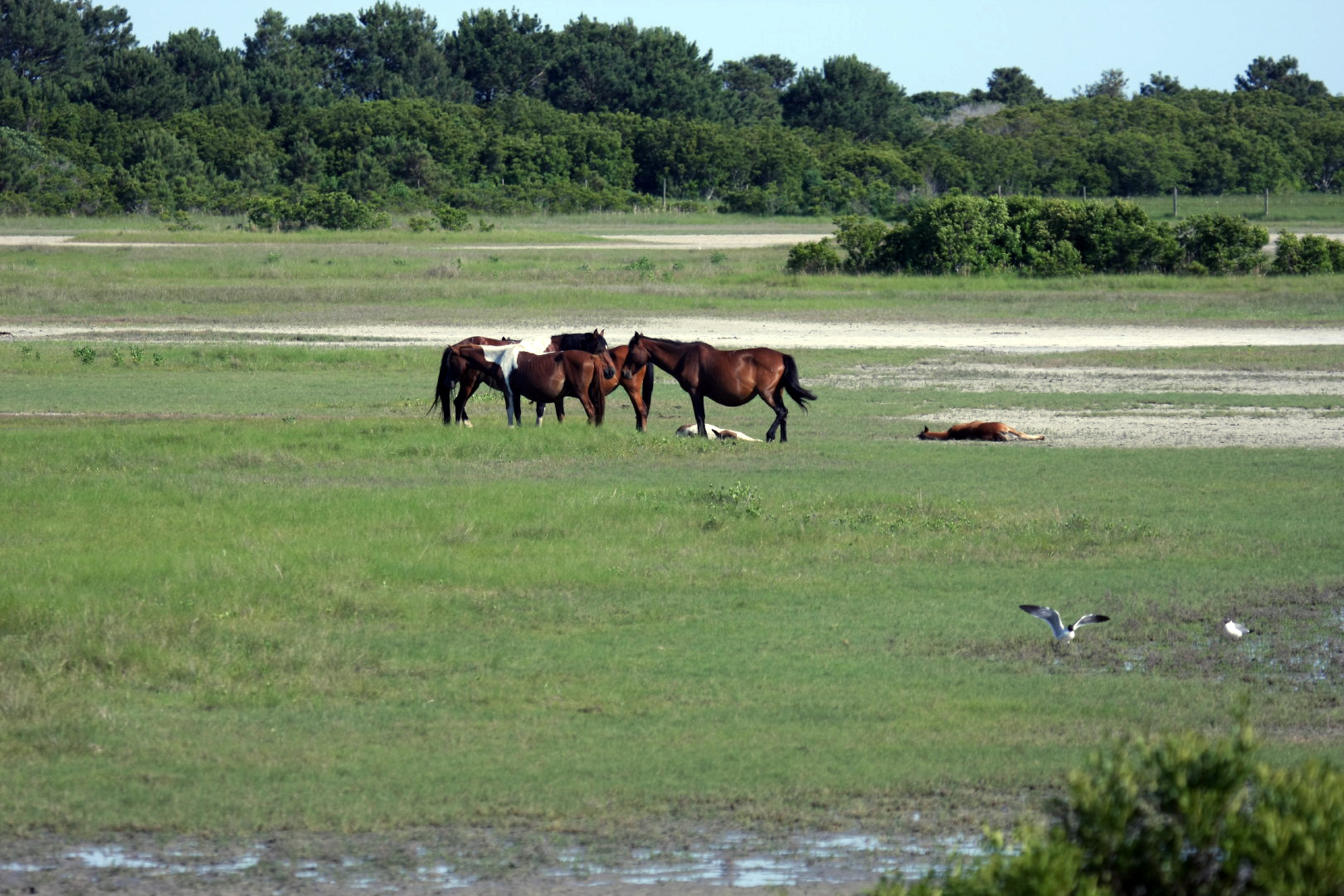 Assateague Island Vacation | 13-18 June 2014 | Sun, 15 Jun 2014 | 5:21:29 PM Assateague Island Vacation | 13-18 June 2014 | Sun, 15 Jun 2014 | 5:21:29 PM