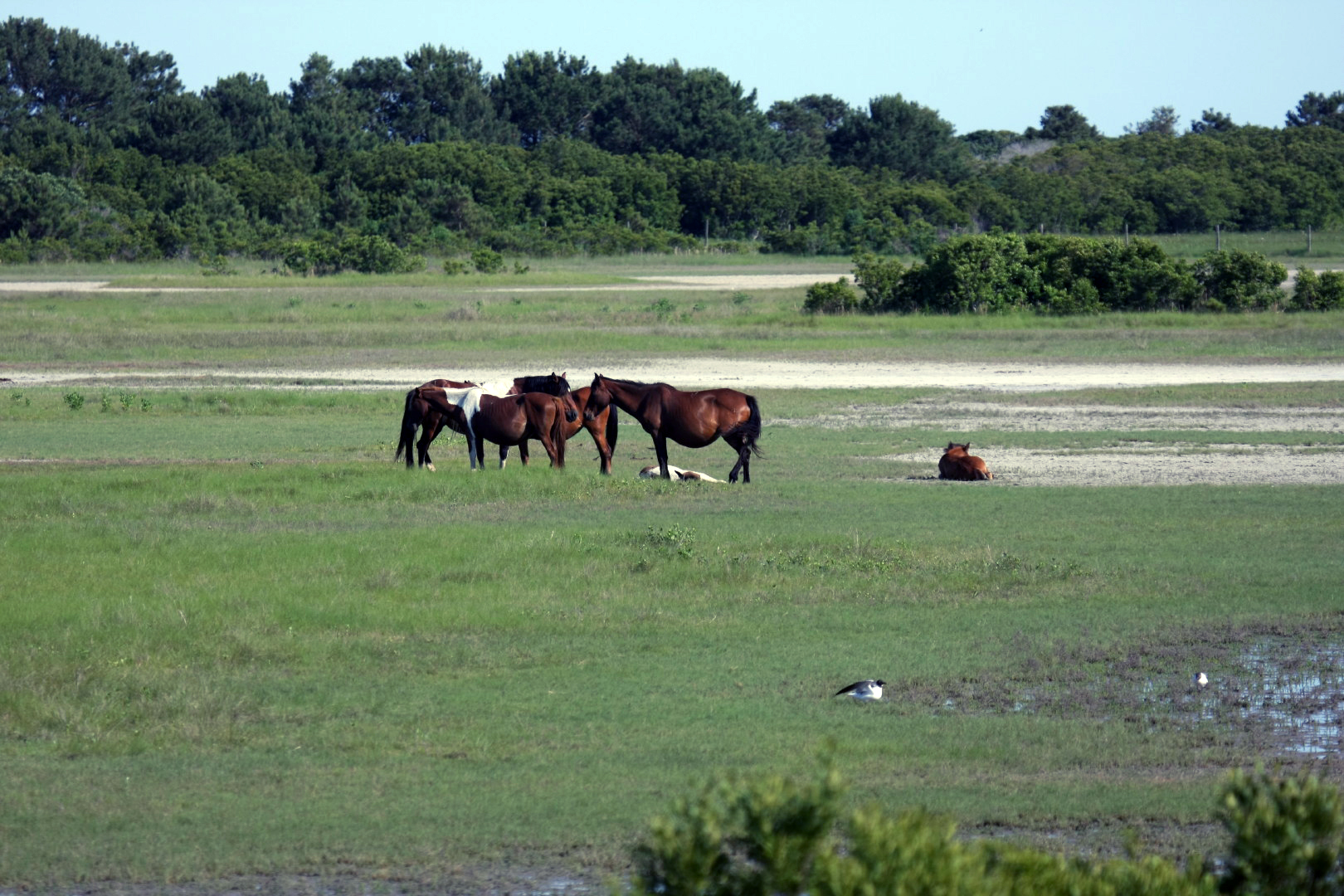 Assateague Island Vacation | 13-18 June 2014 | Sun, 15 Jun 2014 | 5:21:40 PM Assateague Island Vacation | 13-18 June 2014 | Sun, 15 Jun 2014 | 5:21:40 PM