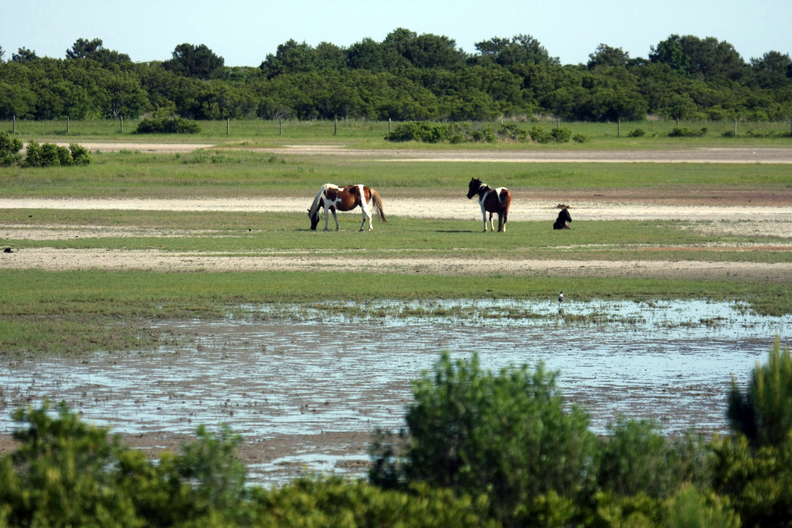 Assateague Island Vacation | 13-18 June 2014 | Sun, 15 Jun 2014 | 5:21:52 PM Assateague Island Vacation | 13-18 June 2014 | Sun, 15 Jun 2014 | 5:21:52 PM