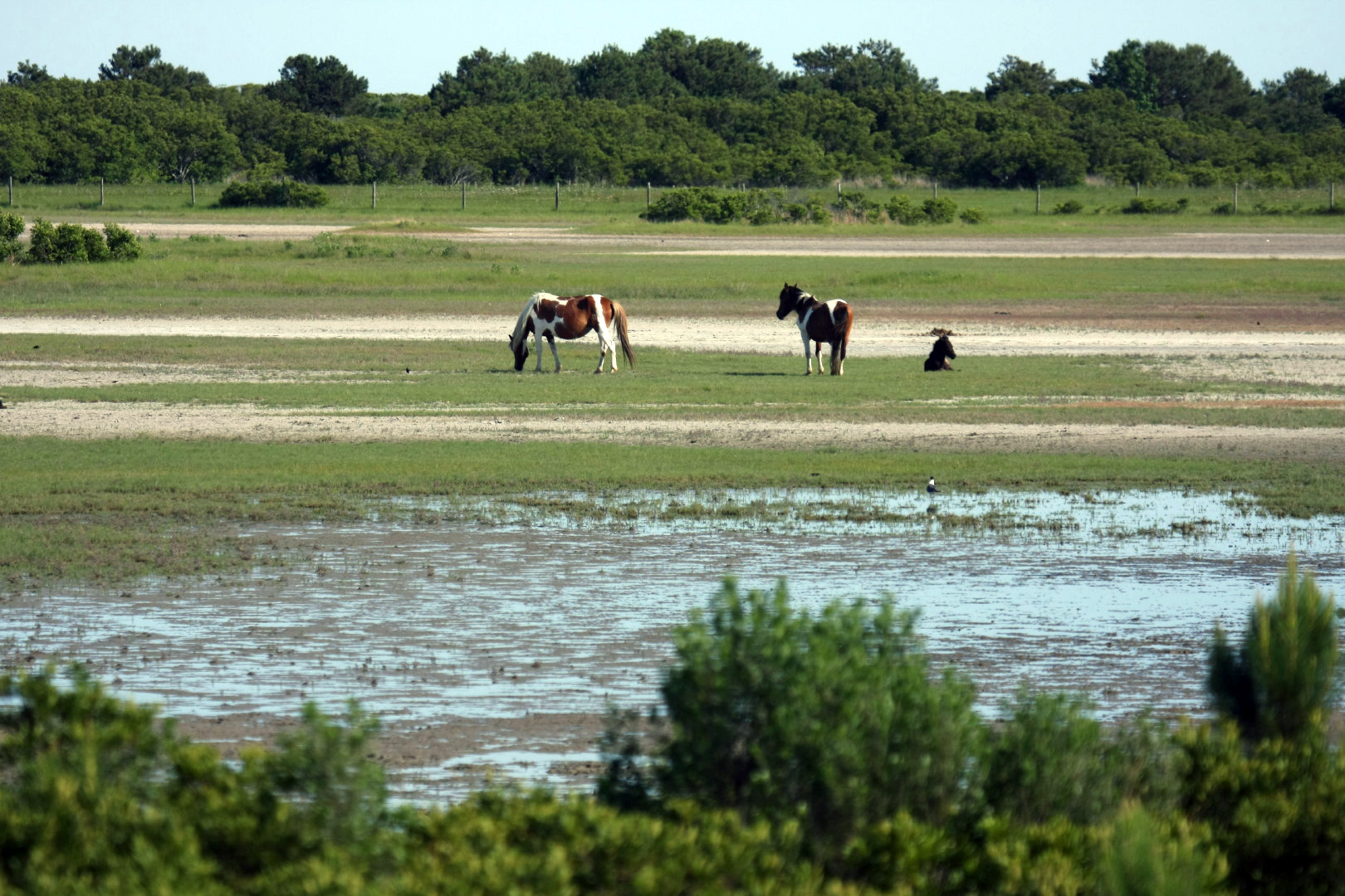 Assateague Island Vacation | 13-18 June 2014 | Sun, 15 Jun 2014 | 5:21:52 PM Assateague Island Vacation | 13-18 June 2014 | Sun, 15 Jun 2014 | 5:21:52 PM