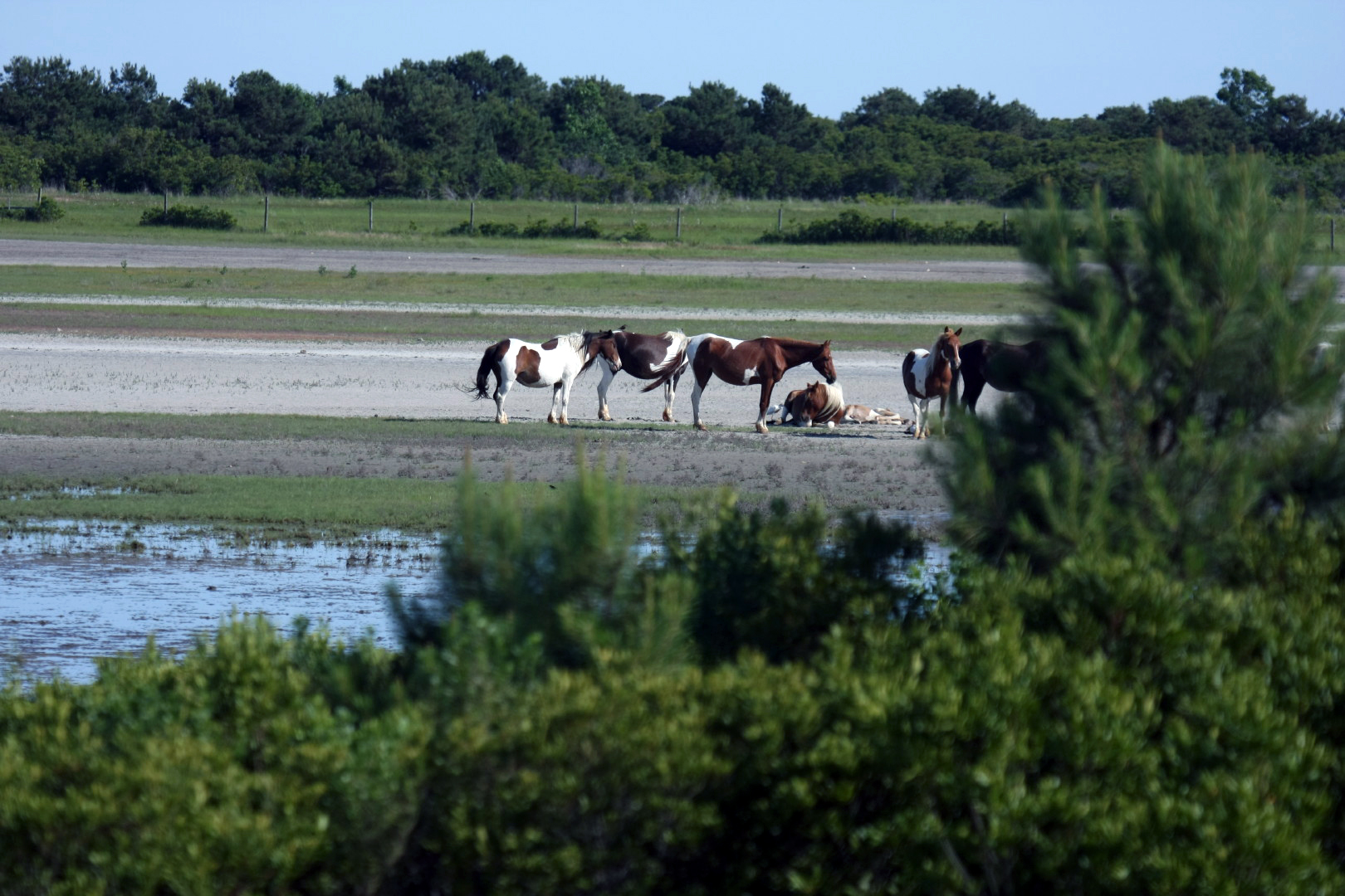 Assateague Island Vacation | 13-18 June 2014 | Sun, 15 Jun 2014 | 5:21:59 PM Assateague Island Vacation | 13-18 June 2014 | Sun, 15 Jun 2014 | 5:21:59 PM