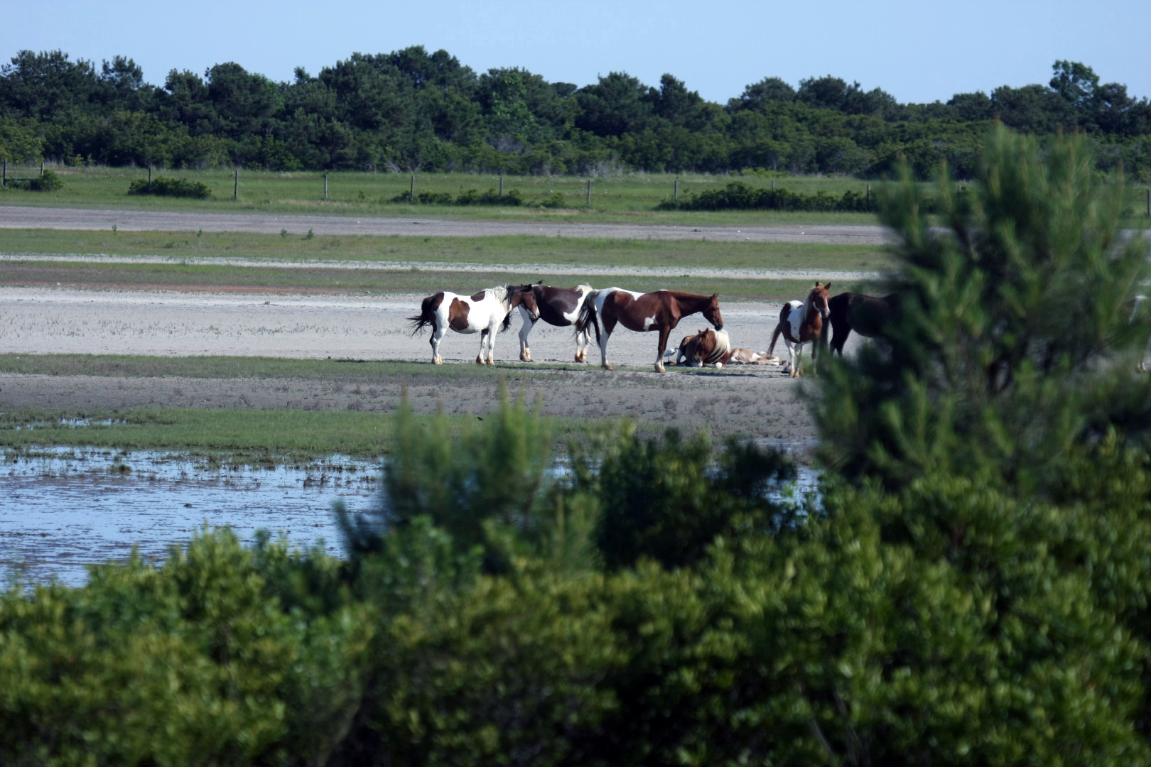 Assateague Island Vacation | 13-18 June 2014 | Sun, 15 Jun 2014 | 5:21:59 PM Assateague Island Vacation | 13-18 June 2014 | Sun, 15 Jun 2014 | 5:21:59 PM
