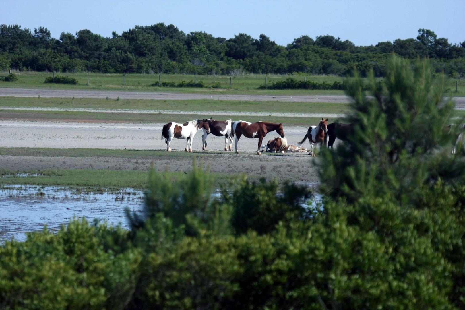 Assateague Island Vacation | 13-18 June 2014 | Sun, 15 Jun 2014 | 5:21:59 PM Assateague Island Vacation | 13-18 June 2014 | Sun, 15 Jun 2014 | 5:21:59 PM