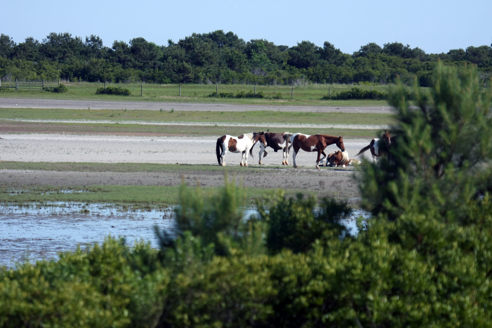 Assateague Island Vacation | 13-18 June 2014 | Sun, 15 Jun 2014 | 5:22:01 PM Assateague Island Vacation | 13-18 June 2014 | Sun, 15 Jun 2014 | 5:22:01 PM
