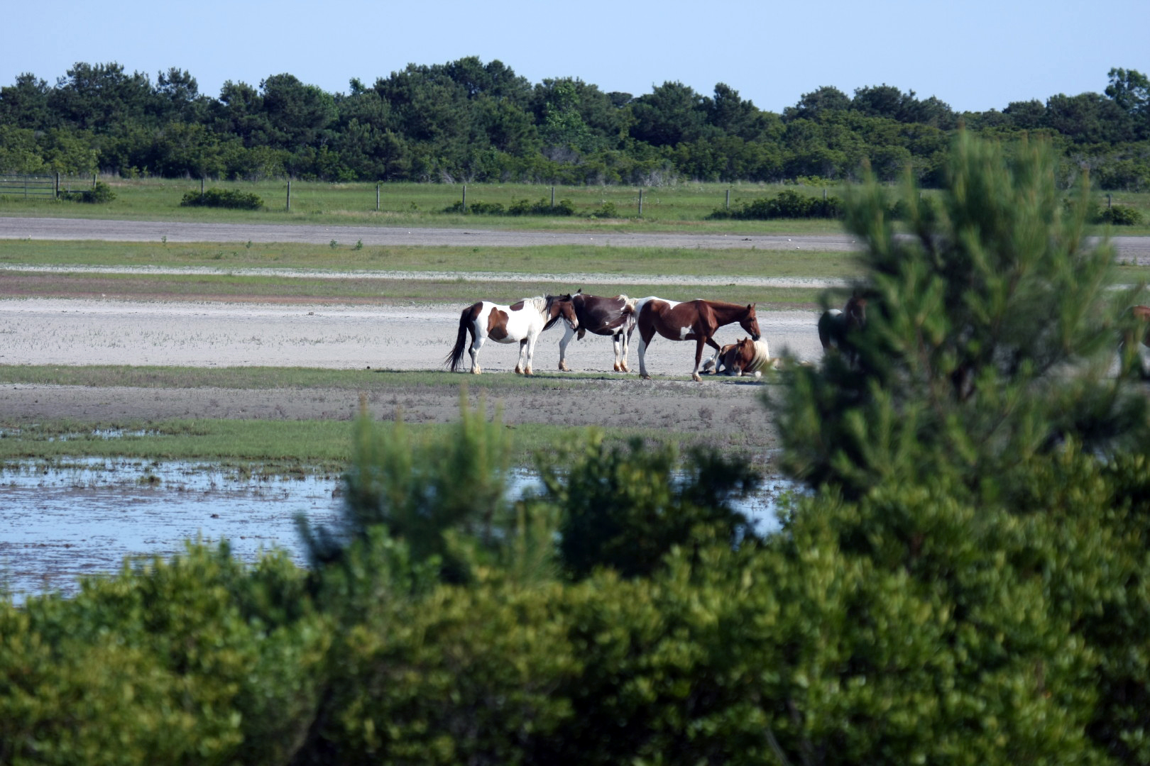 Assateague Island Vacation | 13-18 June 2014 | Sun, 15 Jun 2014 | 5:22:01 PM Assateague Island Vacation | 13-18 June 2014 | Sun, 15 Jun 2014 | 5:22:01 PM