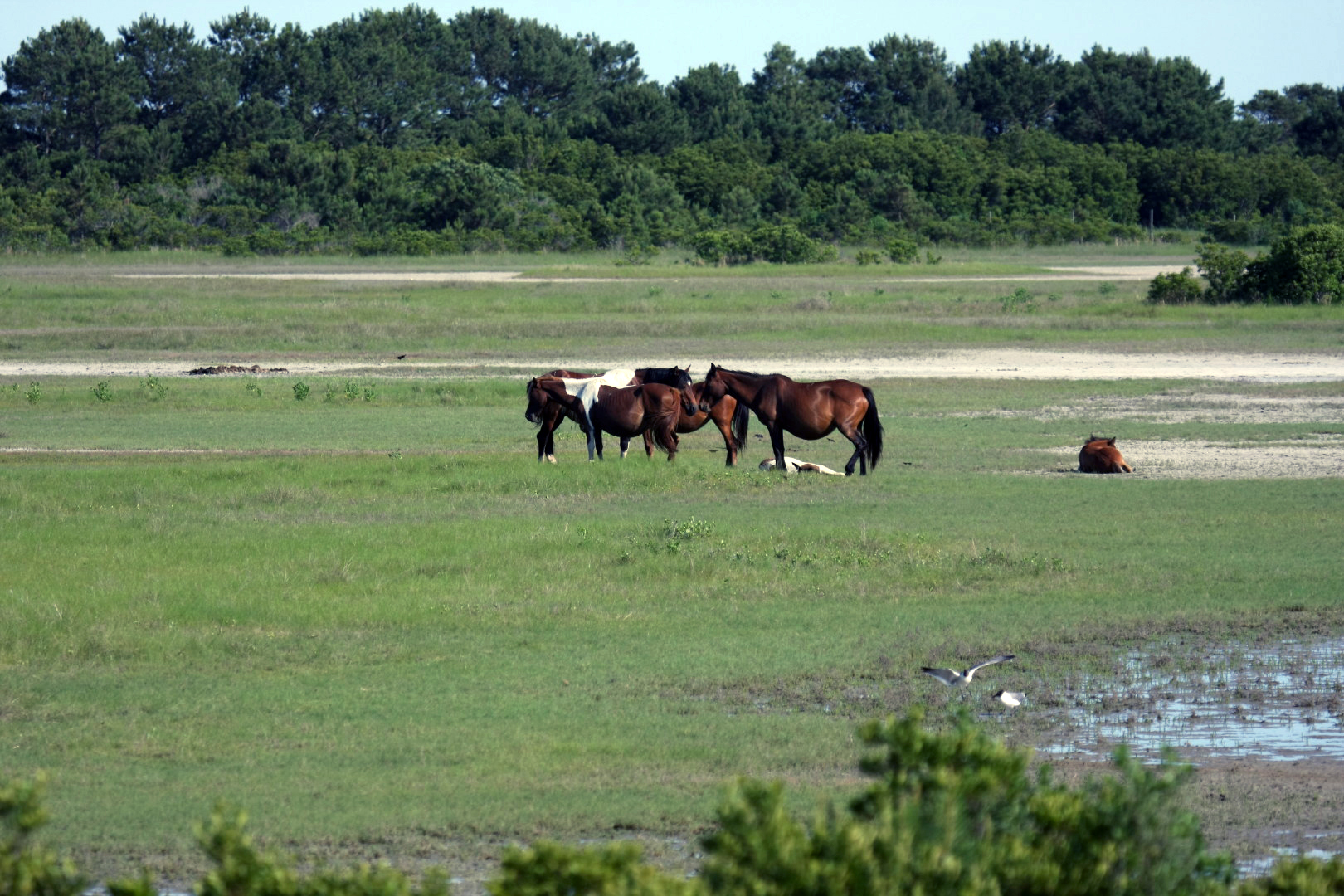 Assateague Island Vacation | 13-18 June 2014 | Sun, 15 Jun 2014 | 5:22:07 PM Assateague Island Vacation | 13-18 June 2014 | Sun, 15 Jun 2014 | 5:22:07 PM