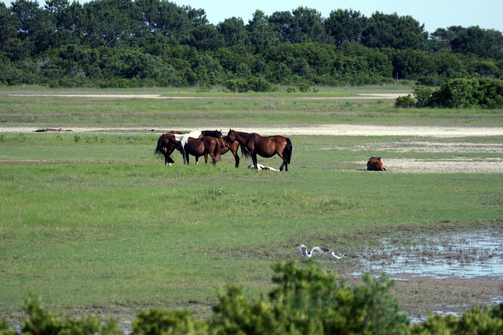 Assateague Island Vacation | 13-18 June 2014 | Sun, 15 Jun 2014 | 5:22:07 PM Assateague Island Vacation | 13-18 June 2014 | Sun, 15 Jun 2014 | 5:22:07 PM