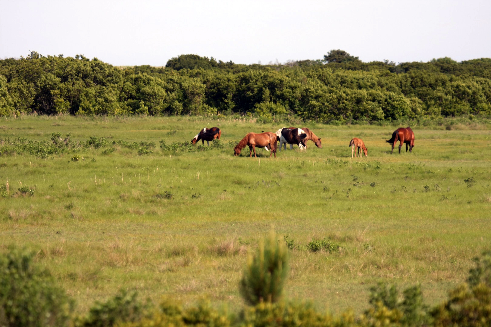 Assateague Island Vacation | 13-18 June 2014 | Sun, 15 Jun 2014 | 5:22:23 PM Assateague Island Vacation | 13-18 June 2014 | Sun, 15 Jun 2014 | 5:22:23 PM